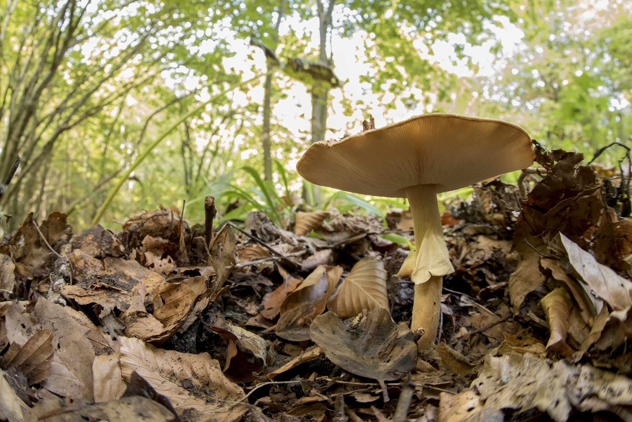 Nikon D750 + Sigma 15mm F2.8 EX DG Diagonal Fisheye sample photo. Fungo autunnale photography