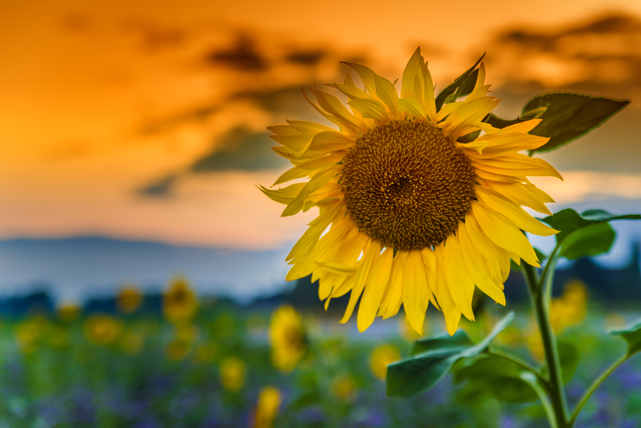 Tamron AF 28-75mm F2.8 XR Di LD Aspherical (IF) sample photo. Sunflower at dusk photography