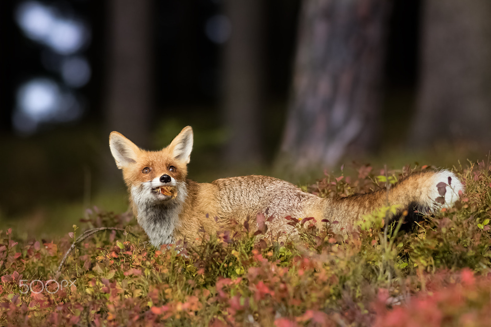 Canon EOS 760D (EOS Rebel T6s / EOS 8000D) + Canon EF 200mm F2.8L II USM sample photo. Liška obecná ( lišák)- v lidské péči photography