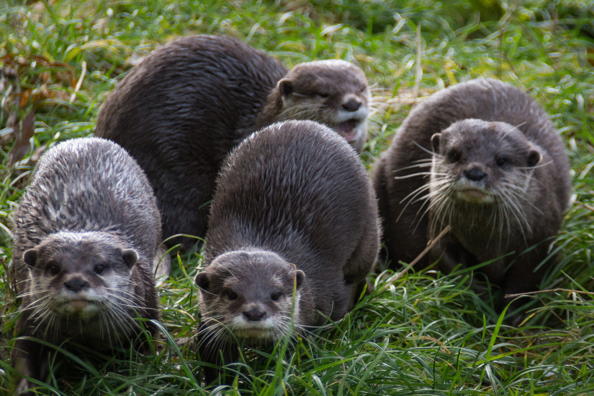 Tamron AF 18-200mm F3.5-6.3 XR Di II LD Aspherical (IF) Macro sample photo. Otters photography