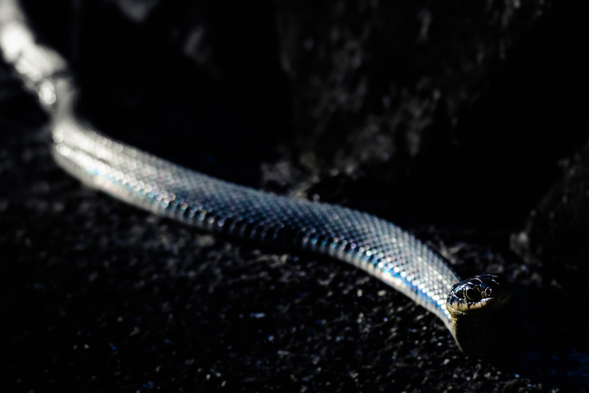 Nikon D500 sample photo. Rhabdophis tigrinus photography