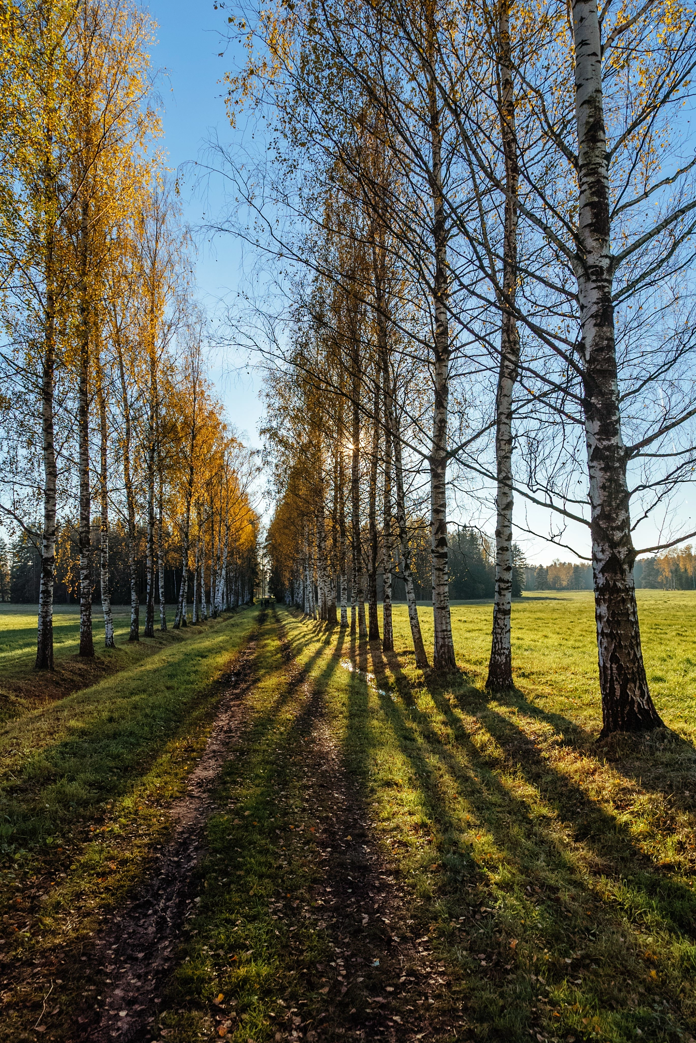 Sony a7S + Sony 70-400mm F4-5.6 G SSM sample photo. Fall in pavlovsk photography