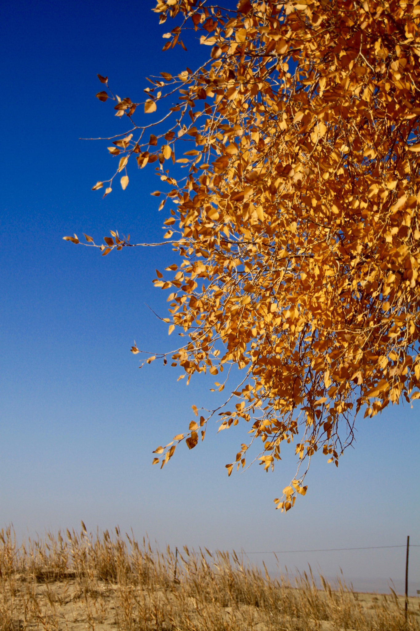 Canon 18-250mm sample photo. Fascinating color of autumn photography