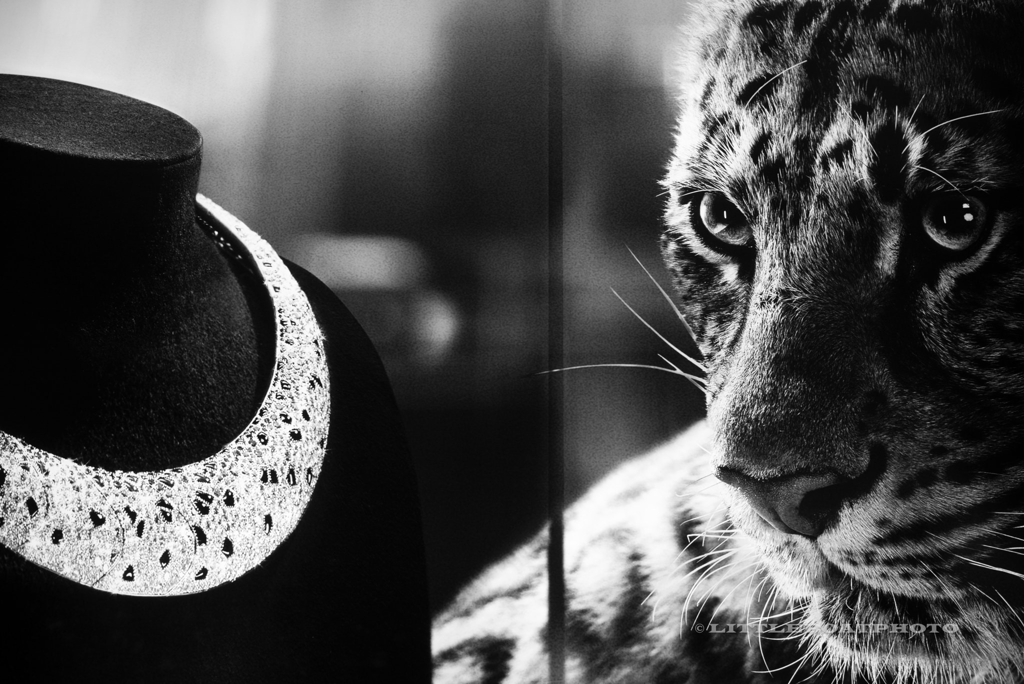 Leica Summilux-M 35mm F1.4 ASPH sample photo. Stare like a prey photography