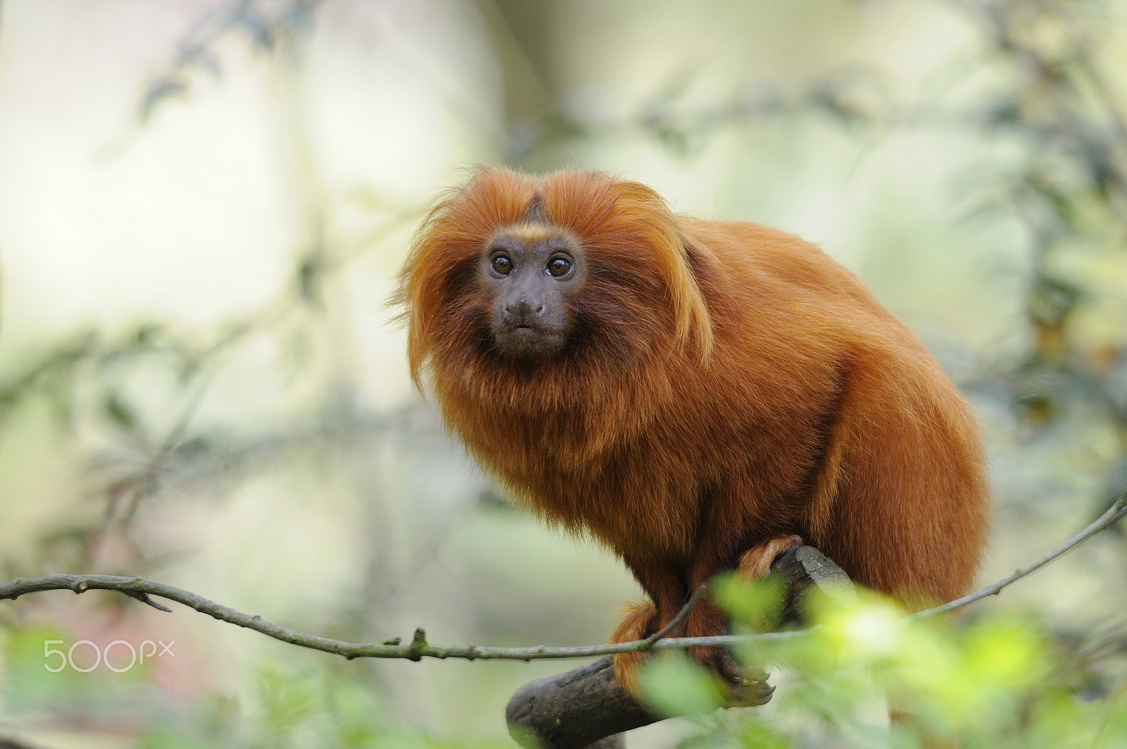Sigma 150-500mm F5-6.3 DG OS HSM sample photo. Golden lion tamarin photography