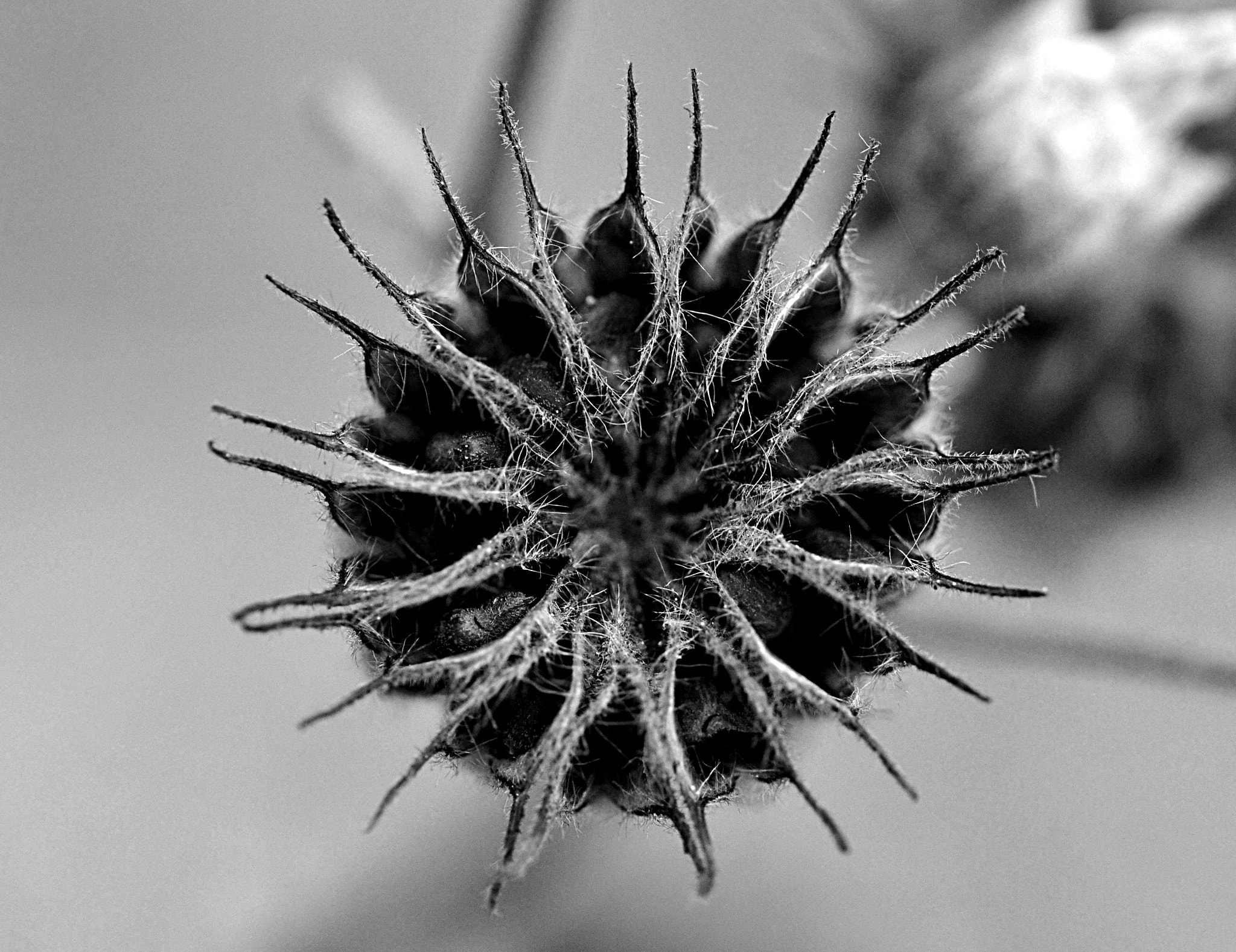 Sigma 105mm F2.8 EX DG OS HSM sample photo. Dry spine flower photography