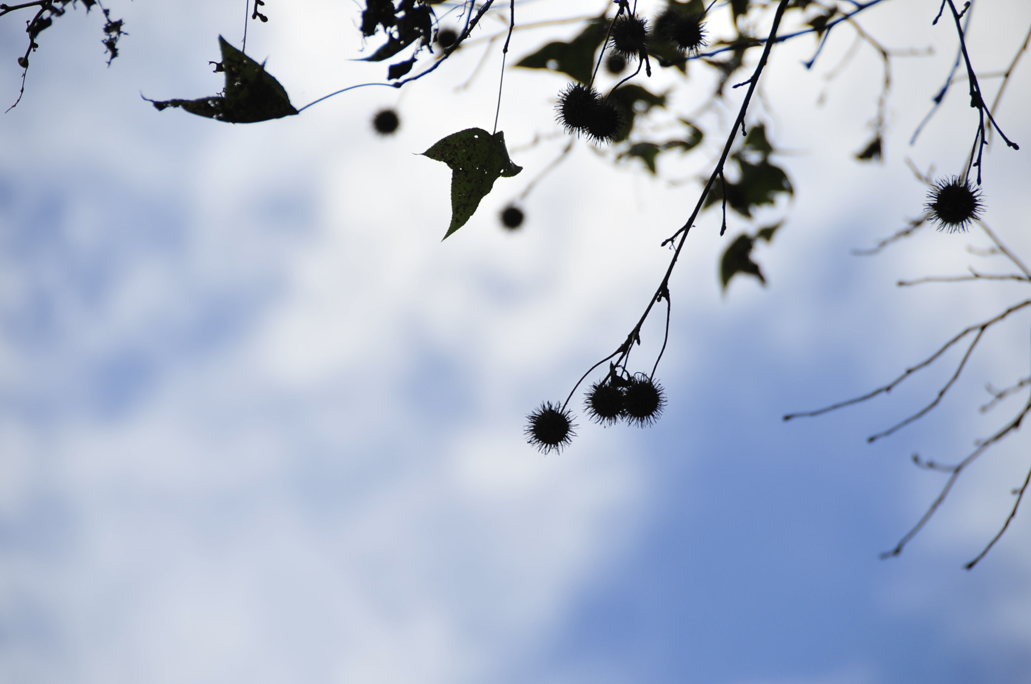 Nikon D3 sample photo. .. photography