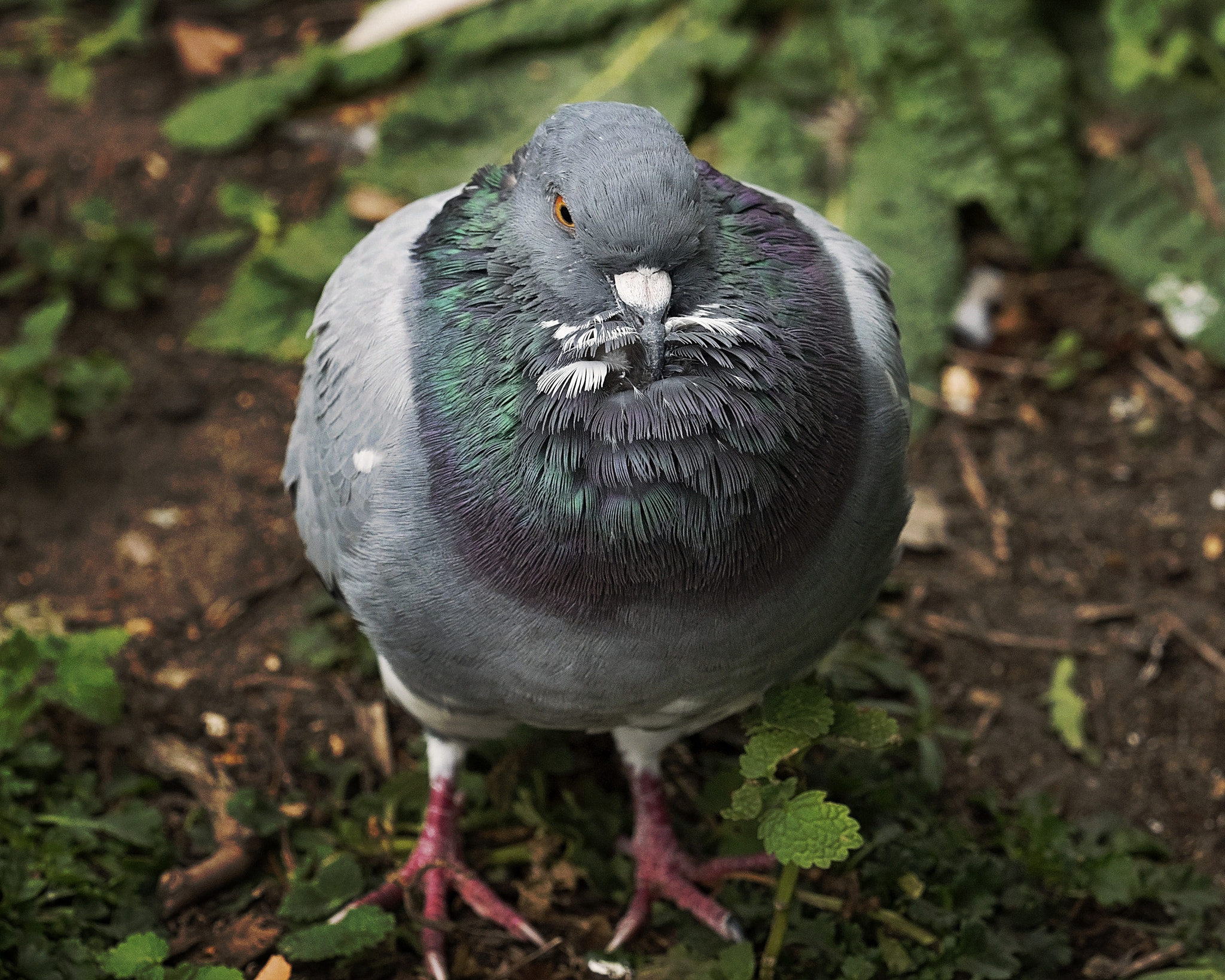 Panasonic Lumix DMC-GH4 + Olympus M.Zuiko Digital ED 40-150mm F2.8 Pro sample photo. Pigeon in the park photography