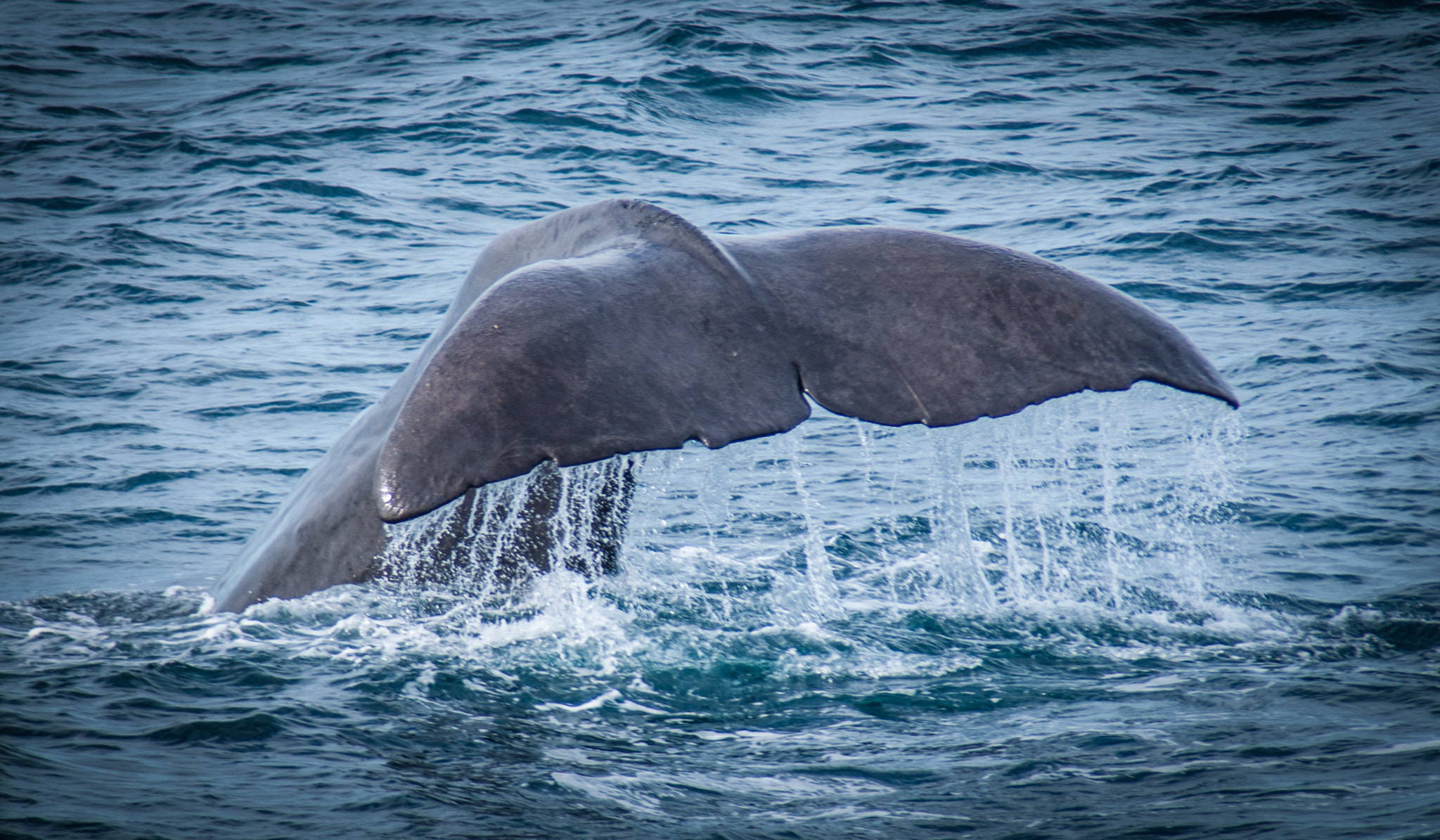 Nikon D300 sample photo. Sperm whale photography