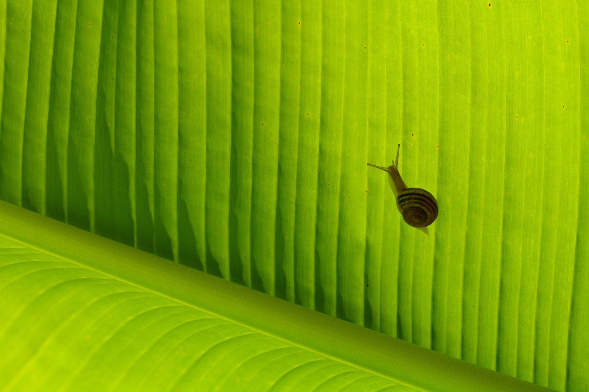 Nikon AF-S Micro-Nikkor 105mm F2.8G IF-ED VR sample photo. Green is beautiful  3 photography