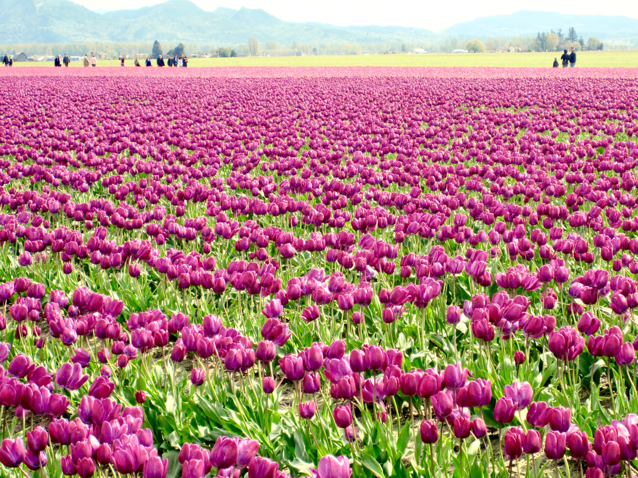 Canon PowerShot SD780 IS (Digital IXUS 100 IS / IXY Digital 210 IS) sample photo. Tulip photography