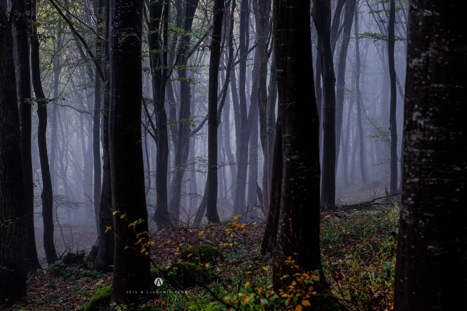 ZEISS Touit 50mm F2.8 sample photo. Into the fog photography
