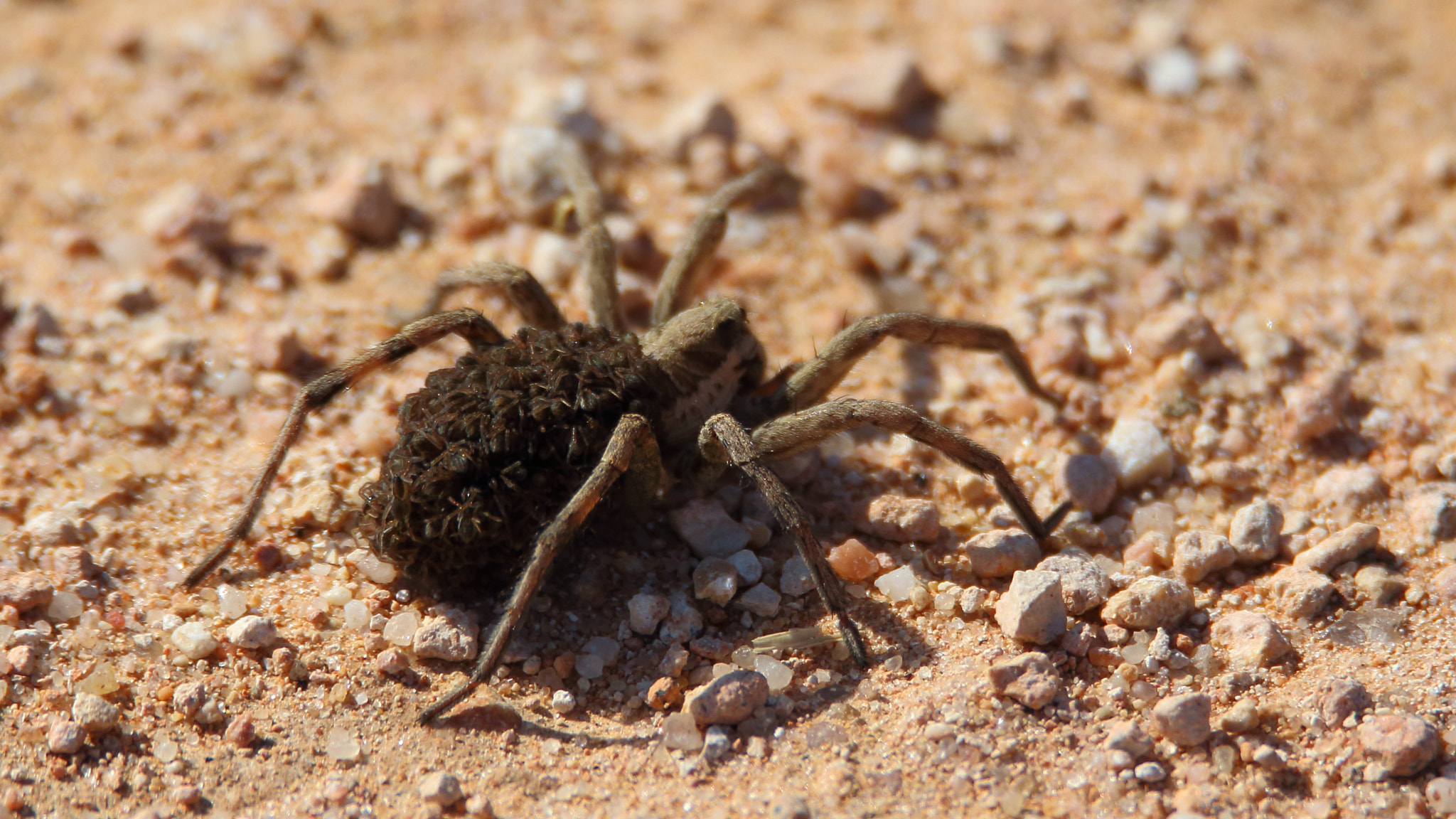 Tamron SP 150-600mm F5-6.3 Di VC USD sample photo. Hornada radiata (araña lobo) photography