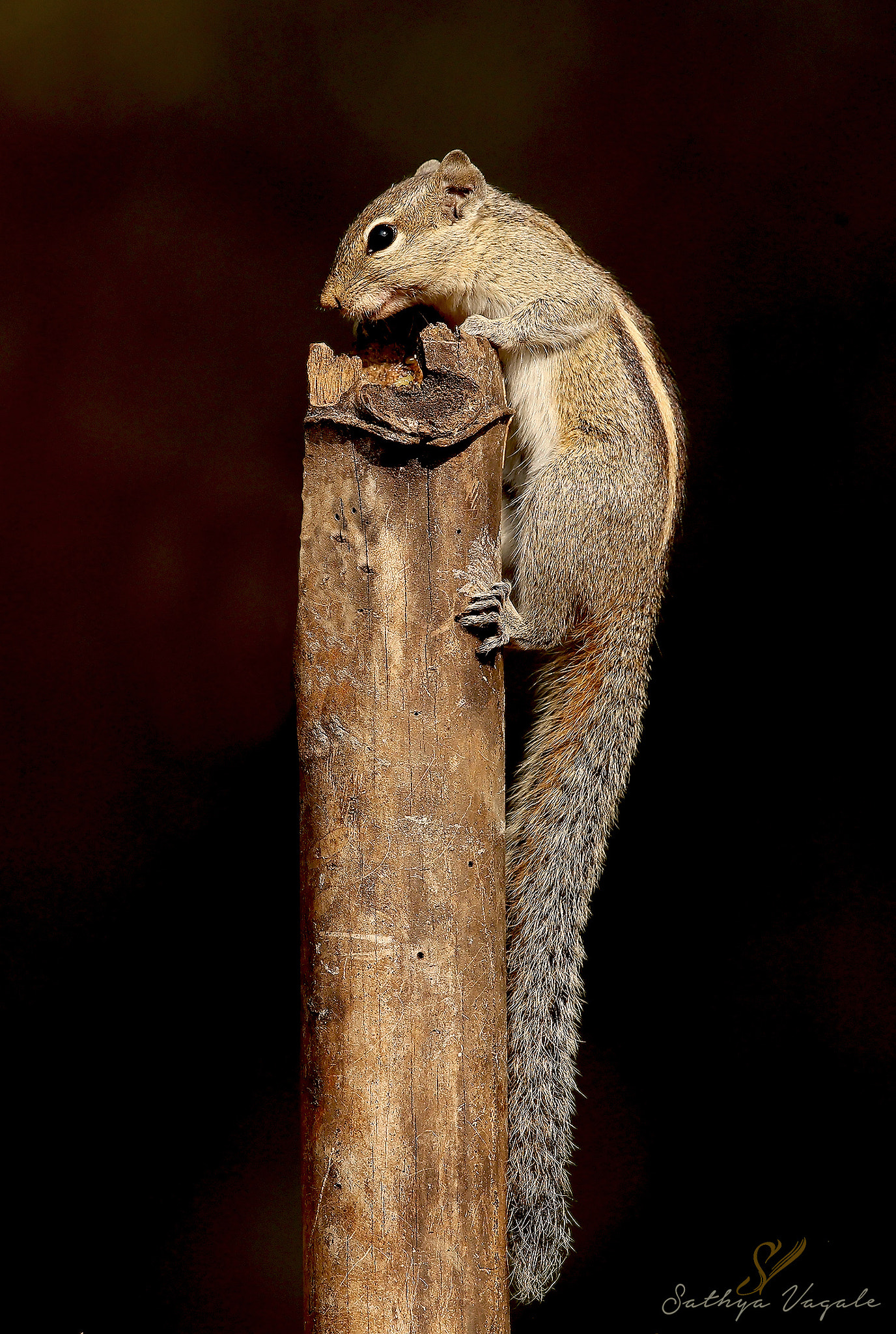 Canon EF 500mm F4L IS II USM sample photo. Ps photography