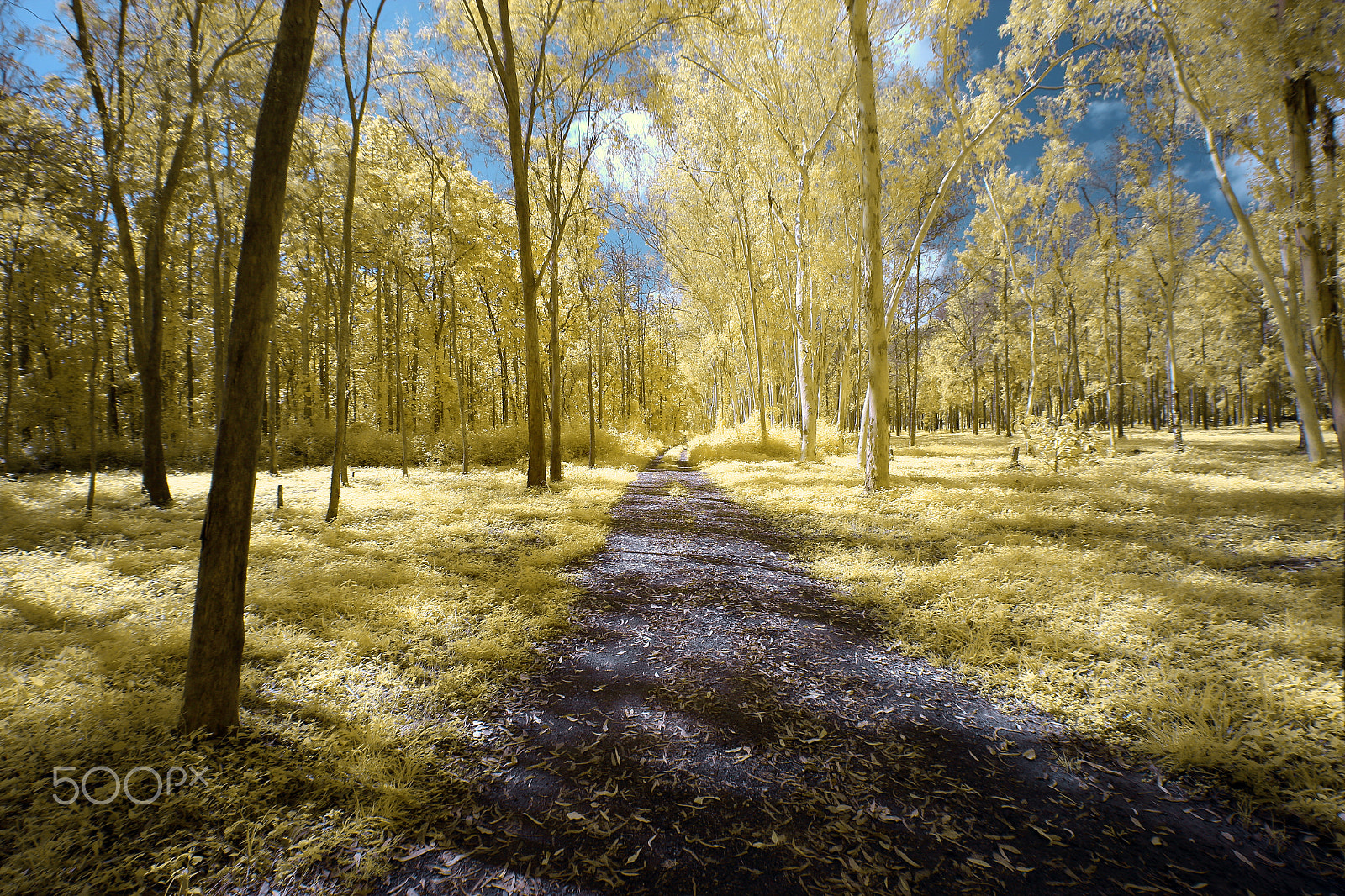 Canon EOS M sample photo. Pathway through the forest at autumn day photography