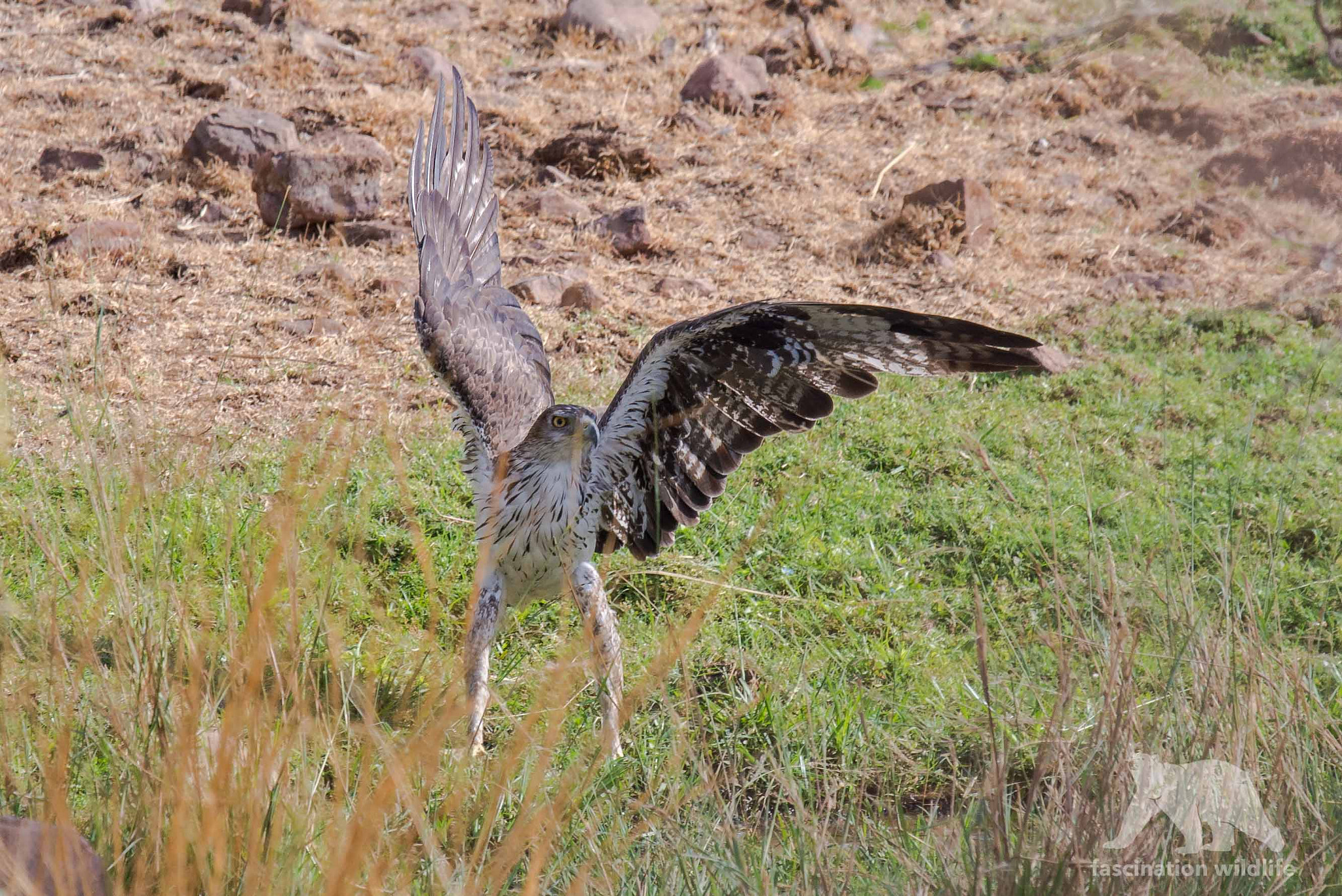 Sigma 150-600mm F5-6.3 DG OS HSM | S sample photo. Bonelli's eagle photography