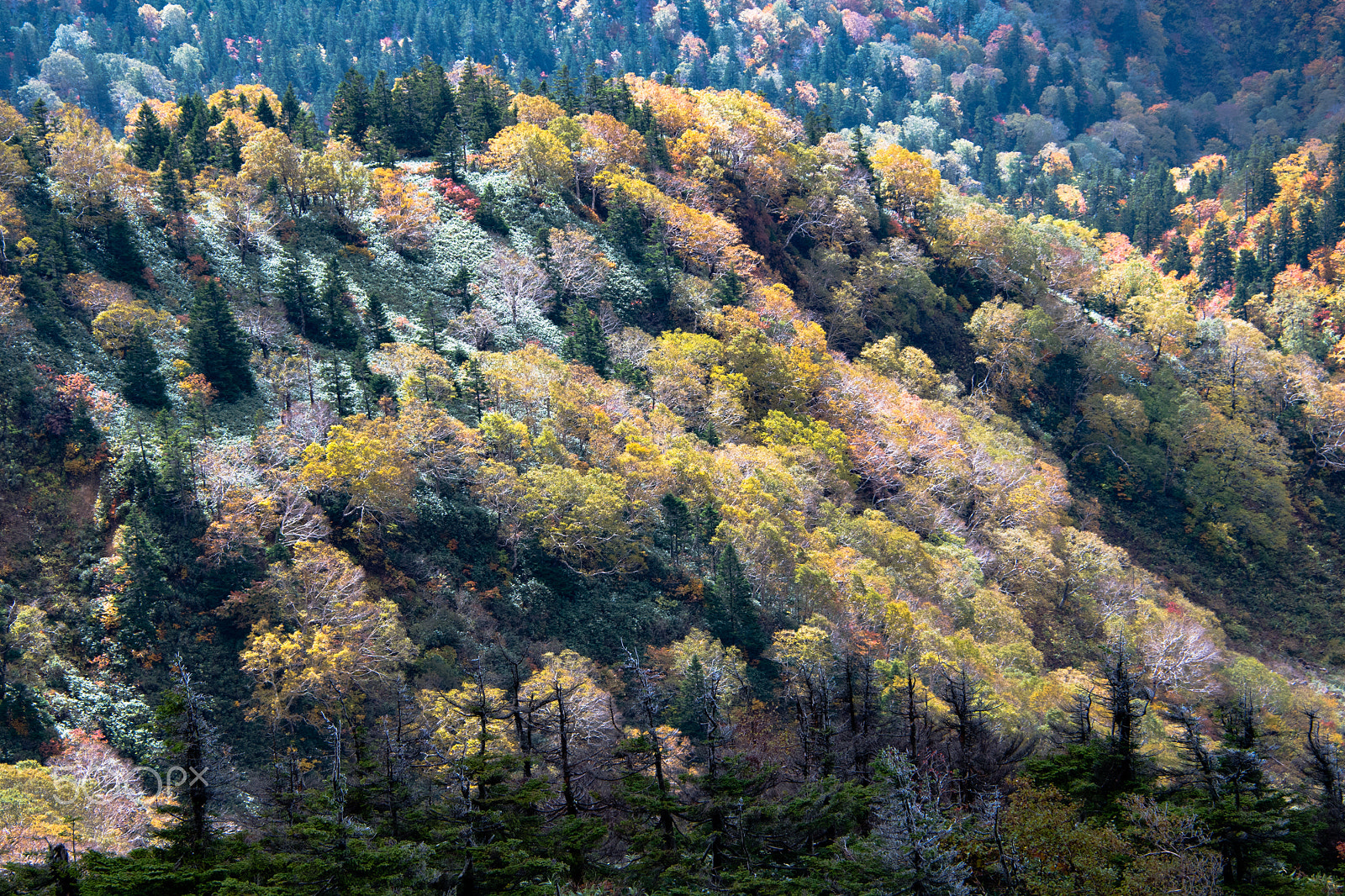 Nikon D500 sample photo. Autumn of hachimantai photography
