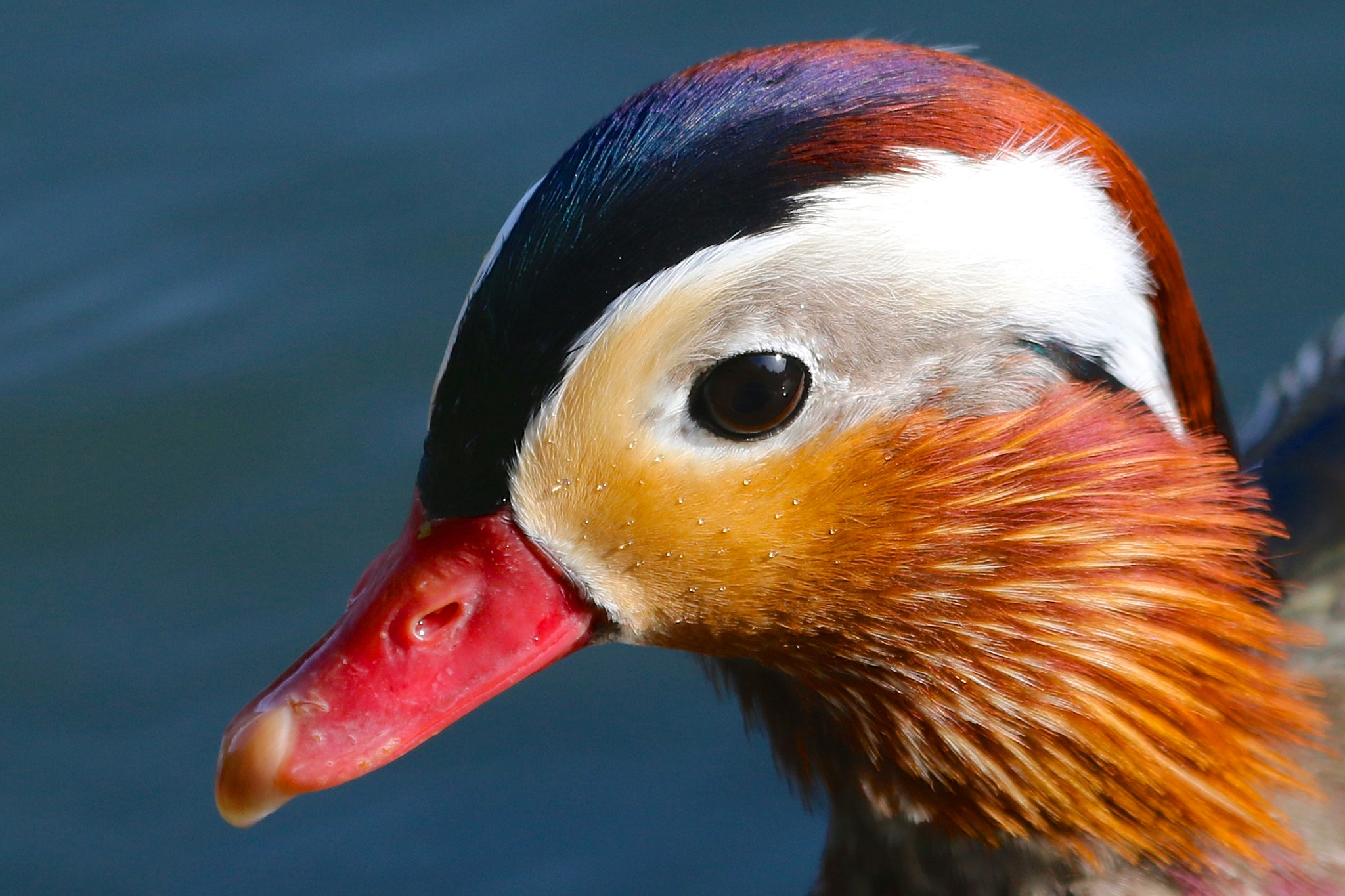 Canon EOS 70D + Canon EF 100-400mm F4.5-5.6L IS USM sample photo. Mandarin duck photography