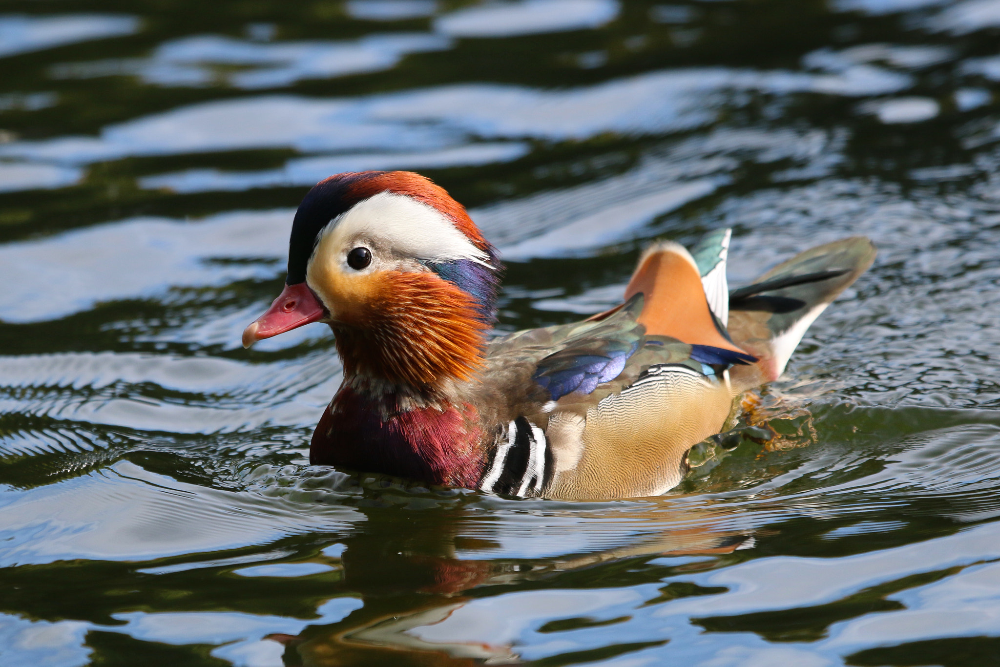 Canon EF 100-400mm F4.5-5.6L IS USM sample photo. Mandarin duck photography