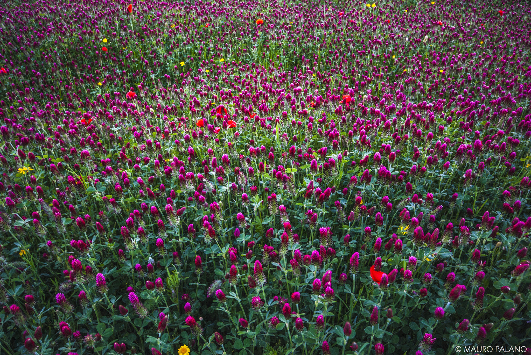 Sigma 10-20mm F4-5.6 EX DC HSM sample photo. Hay in bloom - fieno in fiore © mauro palano photography
