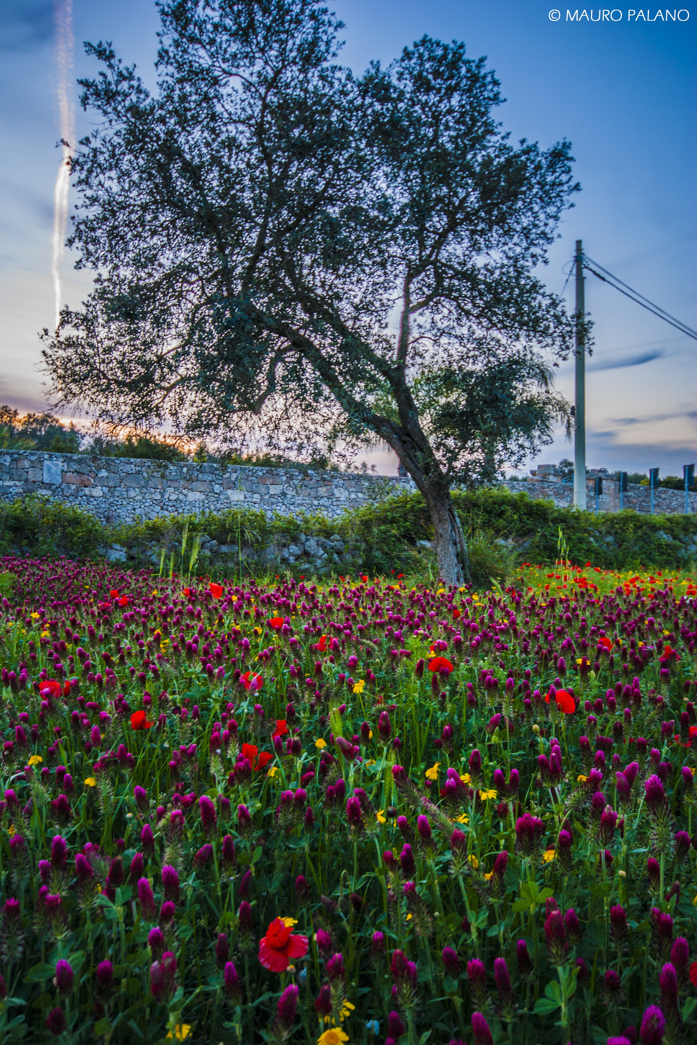 Sigma 10-20mm F4-5.6 EX DC HSM sample photo. Colours - colori © mauro palano photography