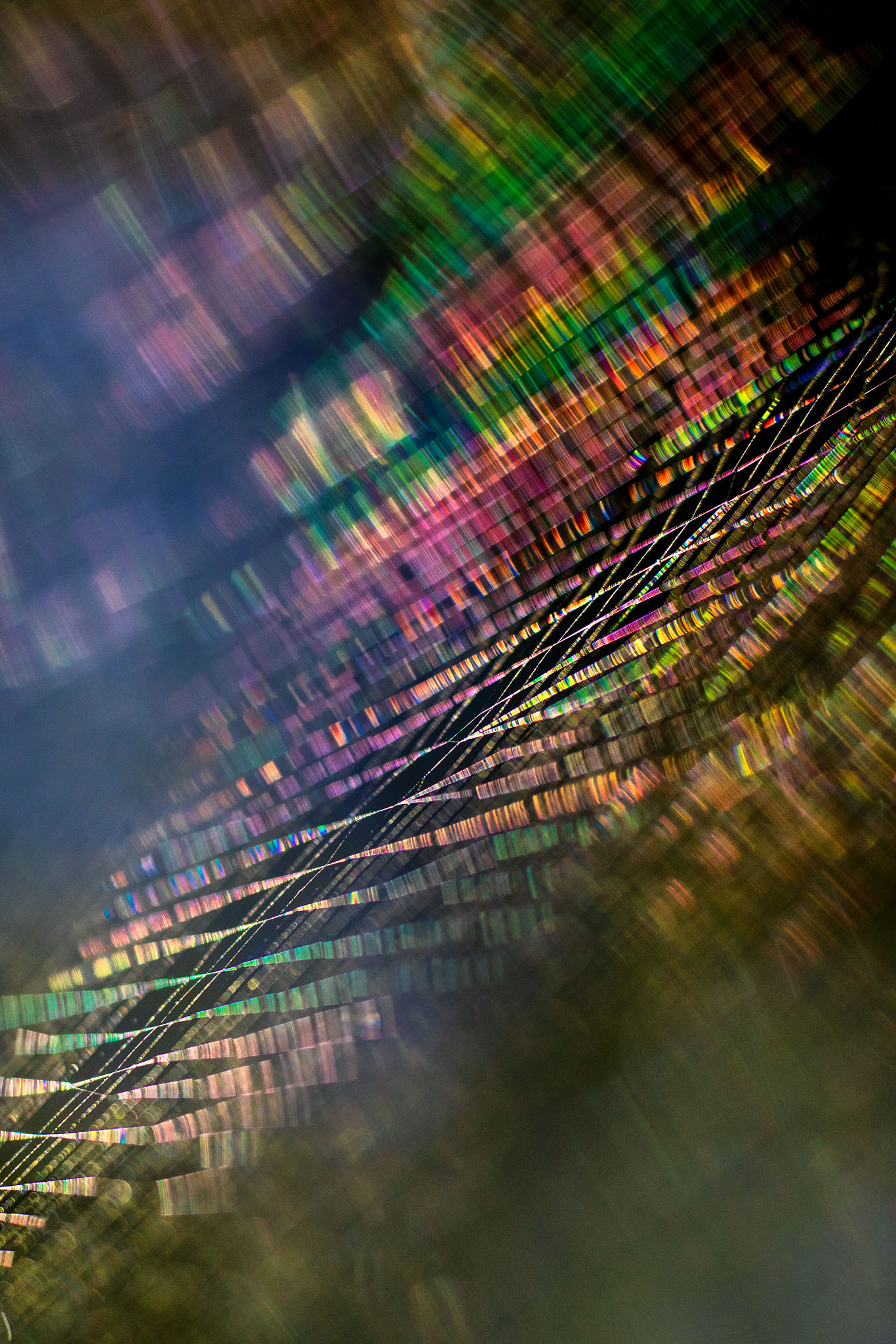 Sigma APO Macro 180mm F2.8 EX DG OS HSM sample photo. Spider's web photography