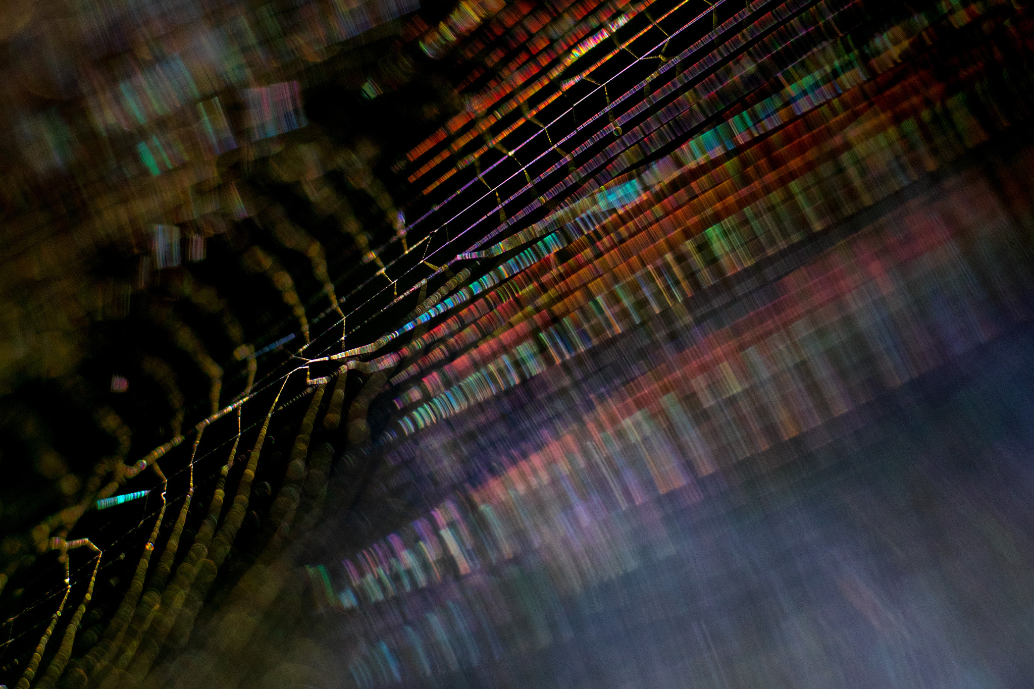 Sigma APO Macro 180mm F2.8 EX DG OS HSM sample photo. Spider's web photography