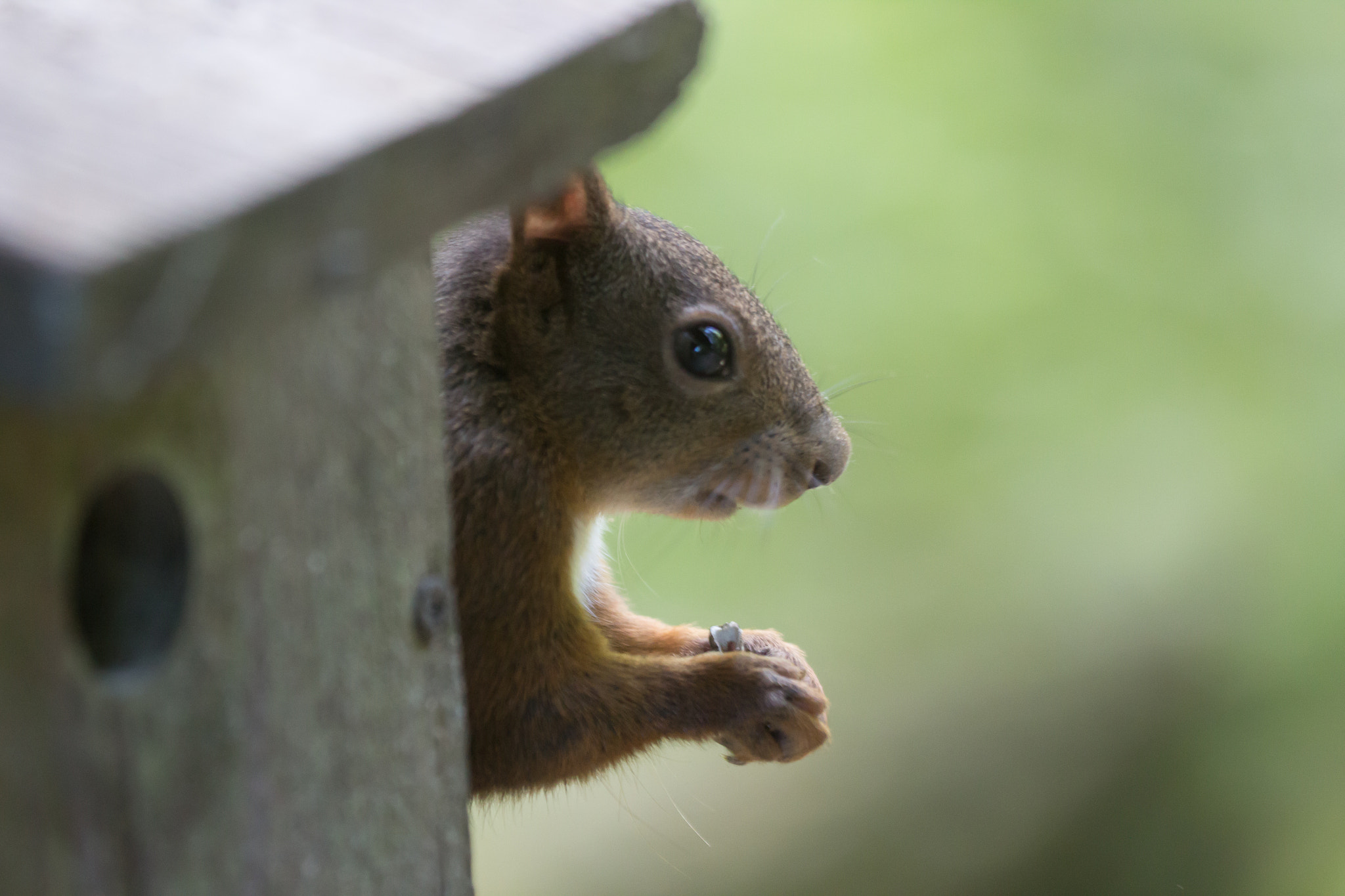 Sigma 150mm f/2.8 EX DG OS HSM APO Macro sample photo. Img photography