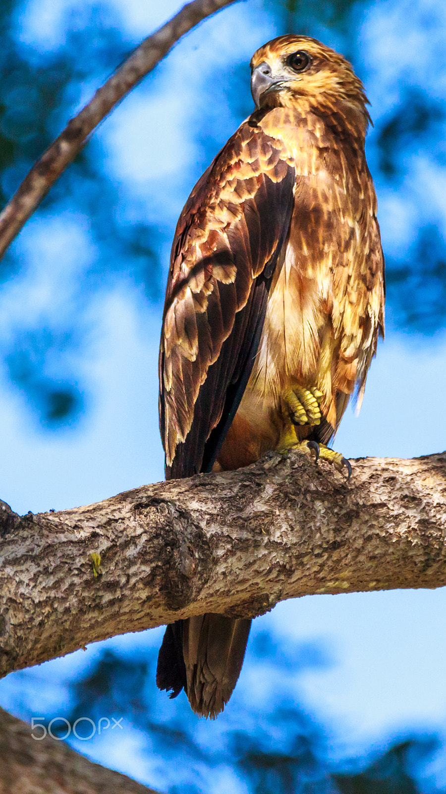 Sigma 150-600mm F5-6.3 DG OS HSM | C sample photo. "keeyew" photography