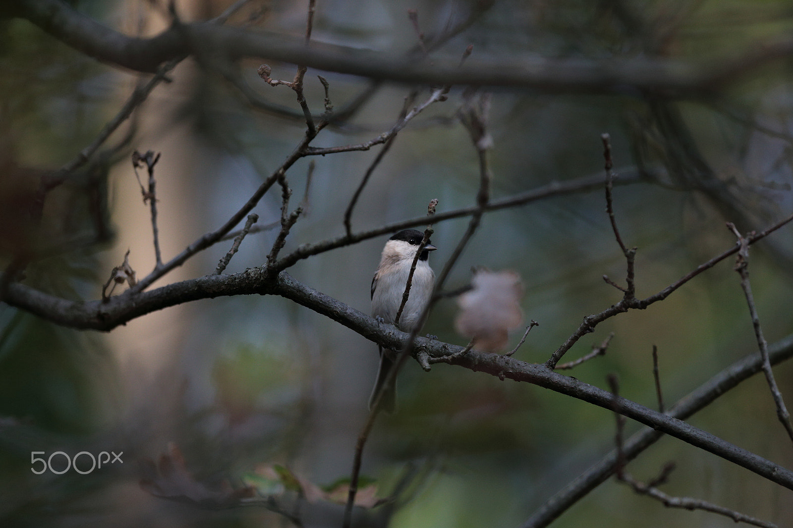 Canon EOS-1D X + Canon EF 300mm F2.8L IS USM sample photo. Autumn photography