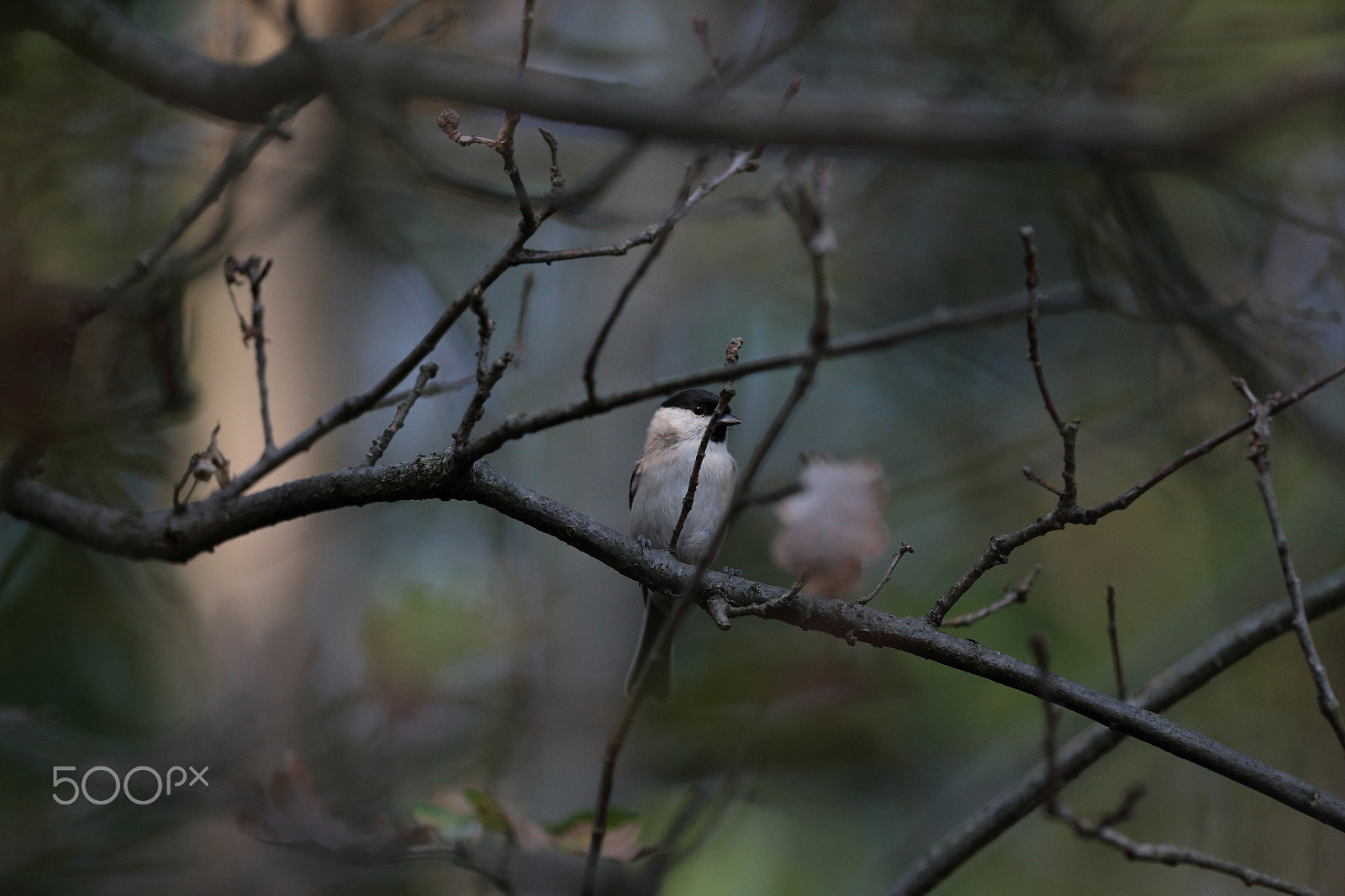 Canon EF 300mm F2.8L IS USM sample photo. Autumn photography