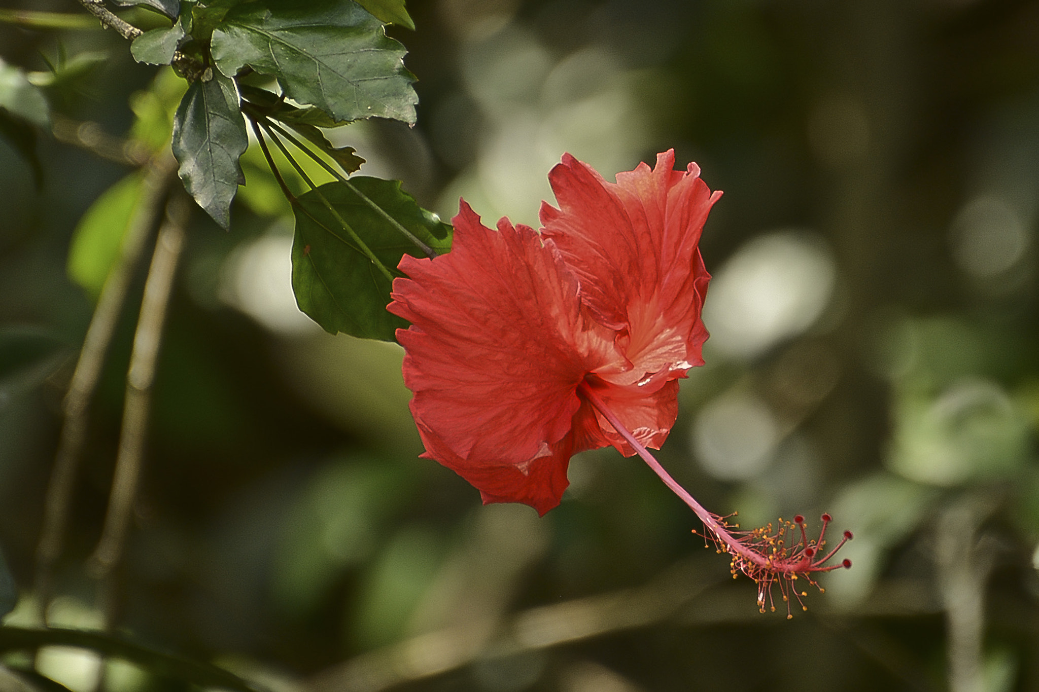 Nikon D7100 sample photo. Singela e natural. photography