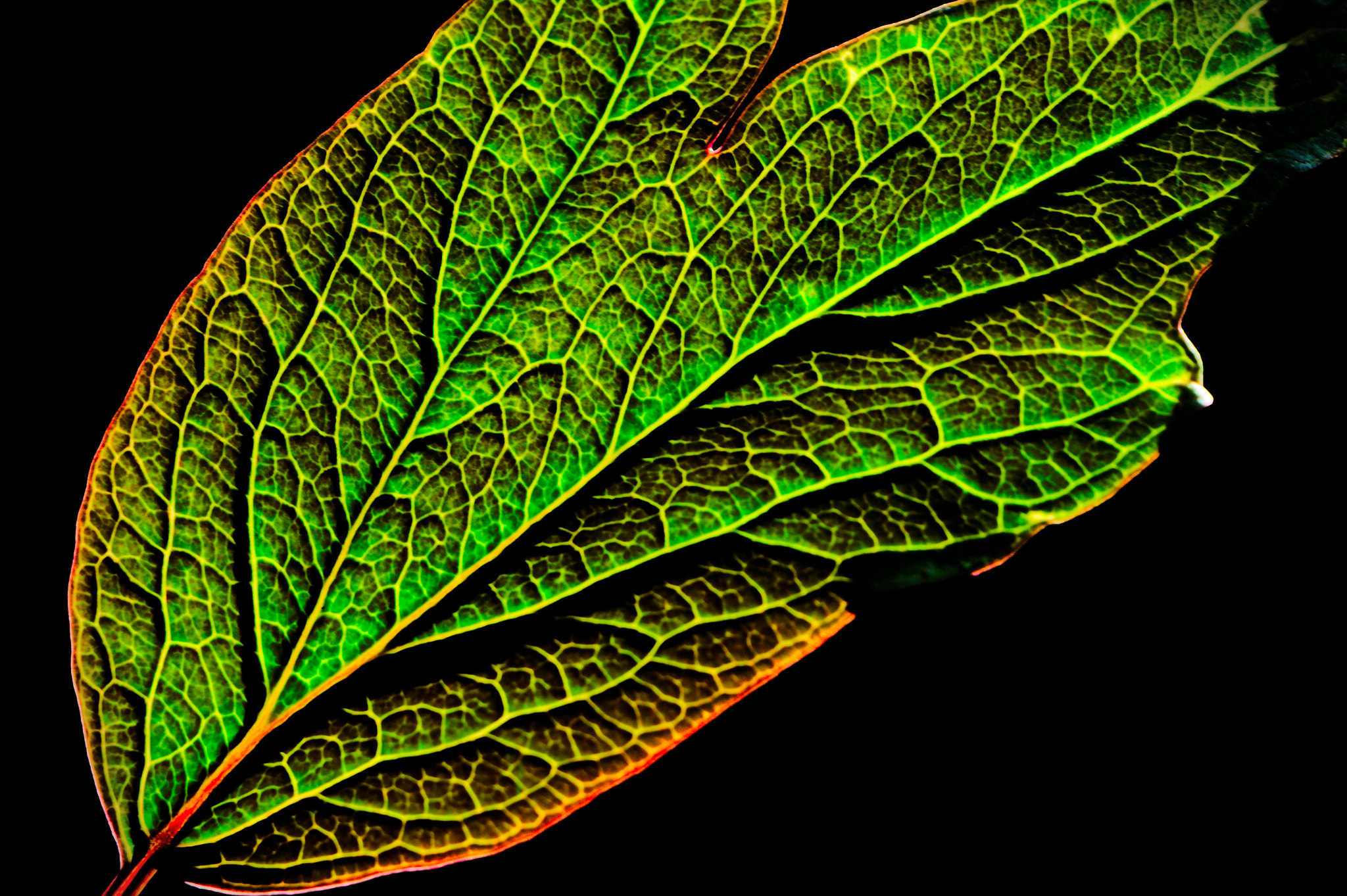 Canon EF 35-80mm f/4-5.6 sample photo. Mesh photography