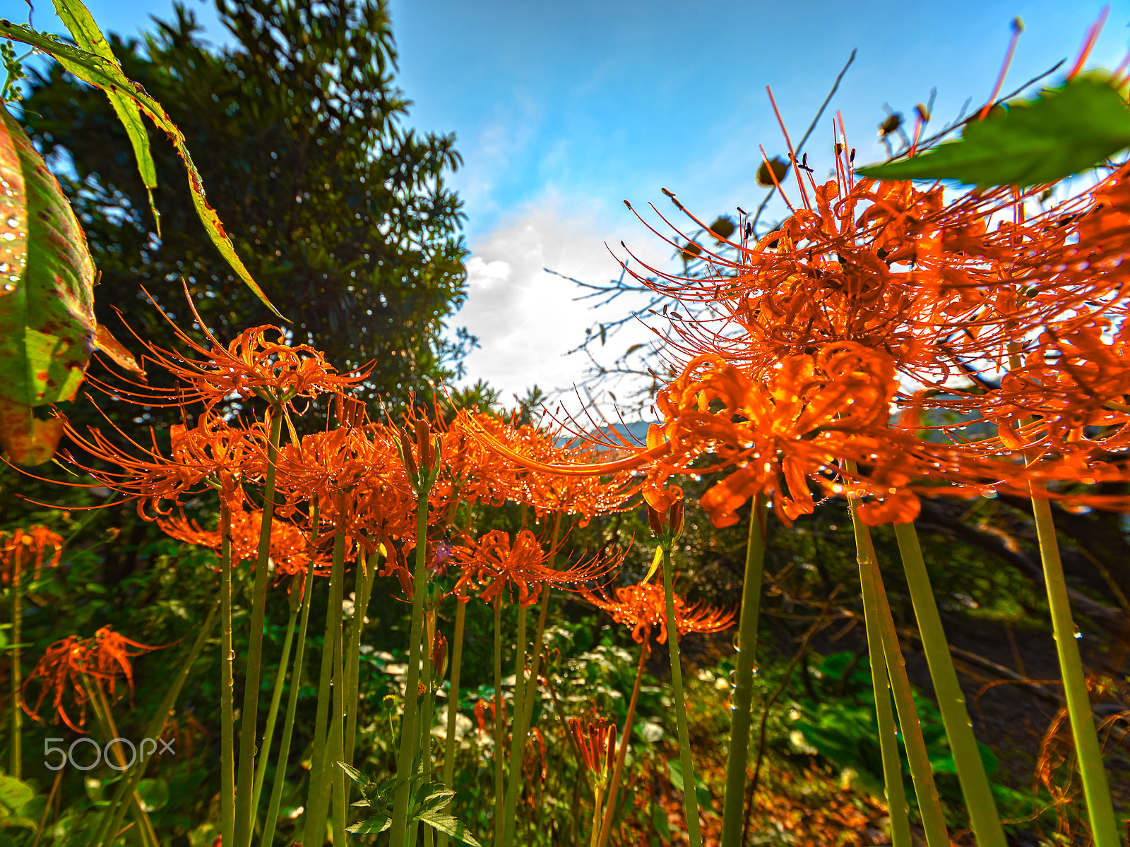 Nikon D750 sample photo. An autumn sky and cluster amaryllis photography