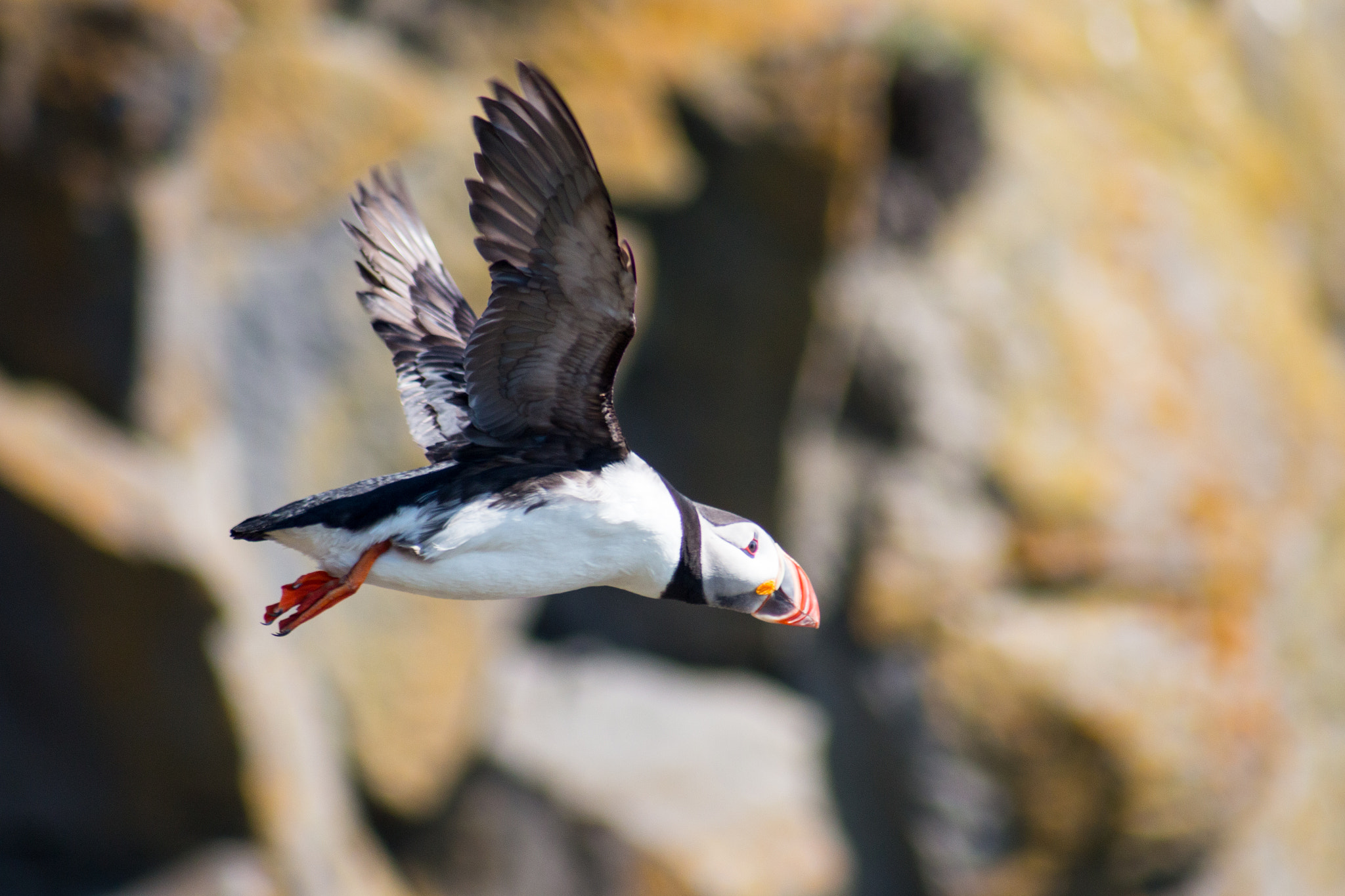 Canon EOS 70D + Canon EF 100-300mm F4.5-5.6 USM sample photo. Papuchalk in flight photography