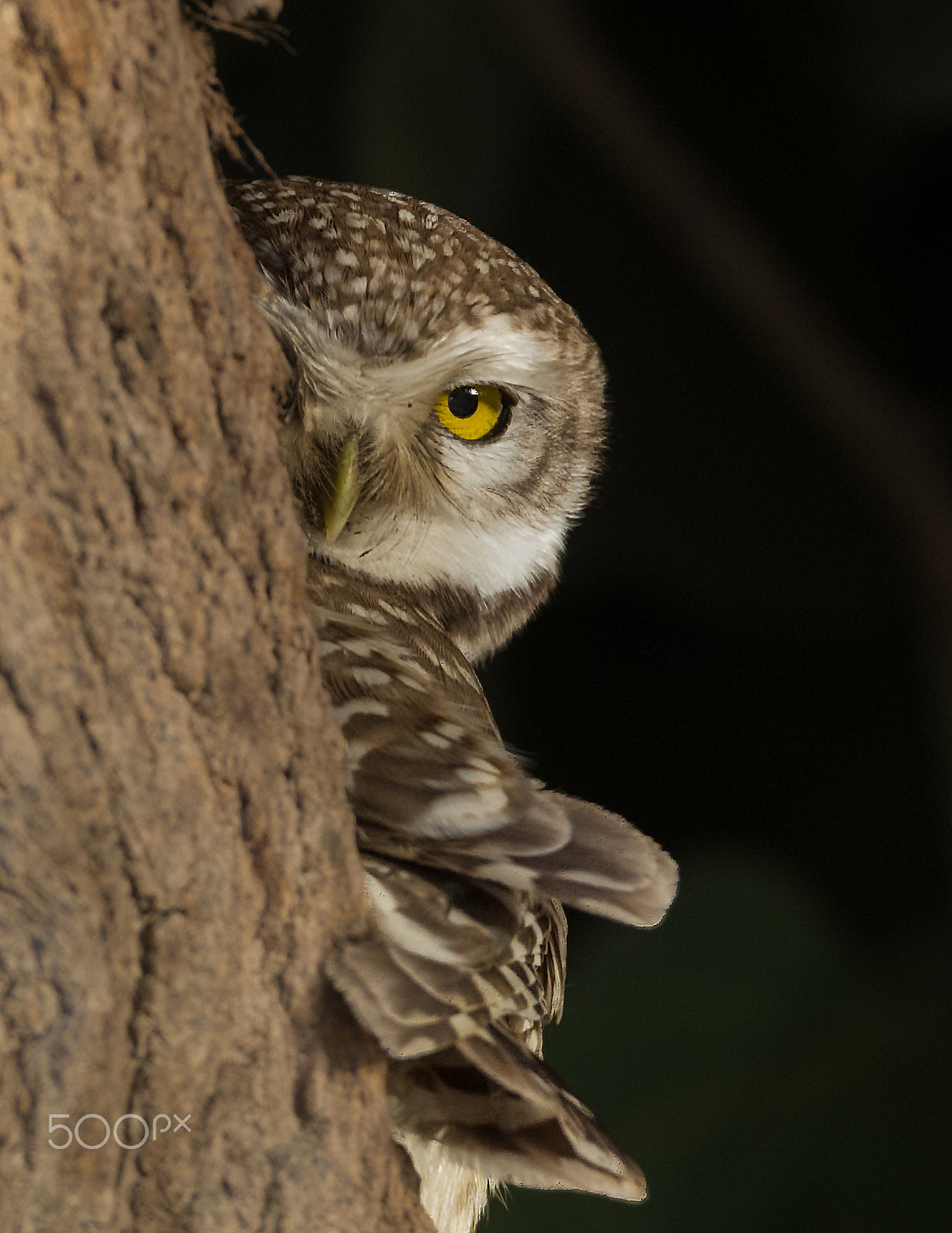 Canon EOS-1D Mark IV sample photo. Spotted owlet photography