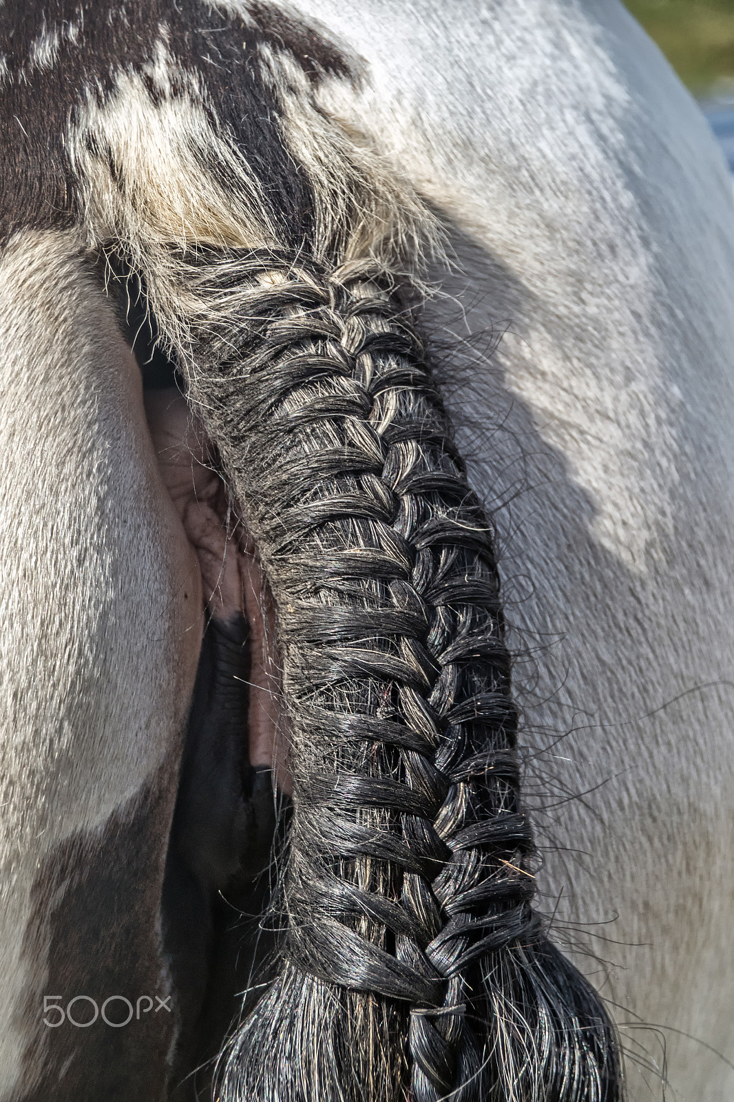 Sony DT 18-250mm F3.5-6.3 sample photo. Dressage detail photography