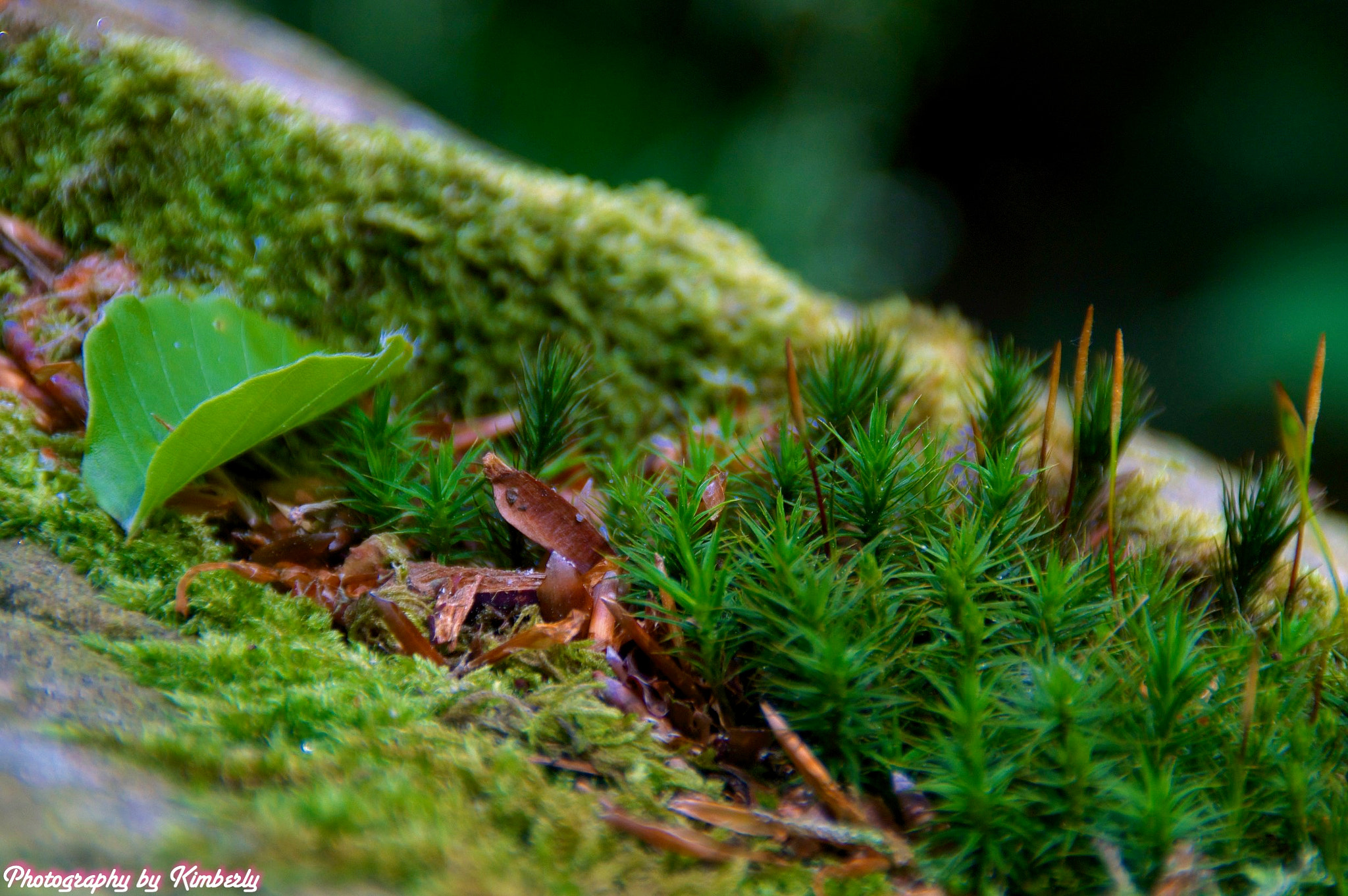 Sony SLT-A57 sample photo. The beauty is everywhere photography