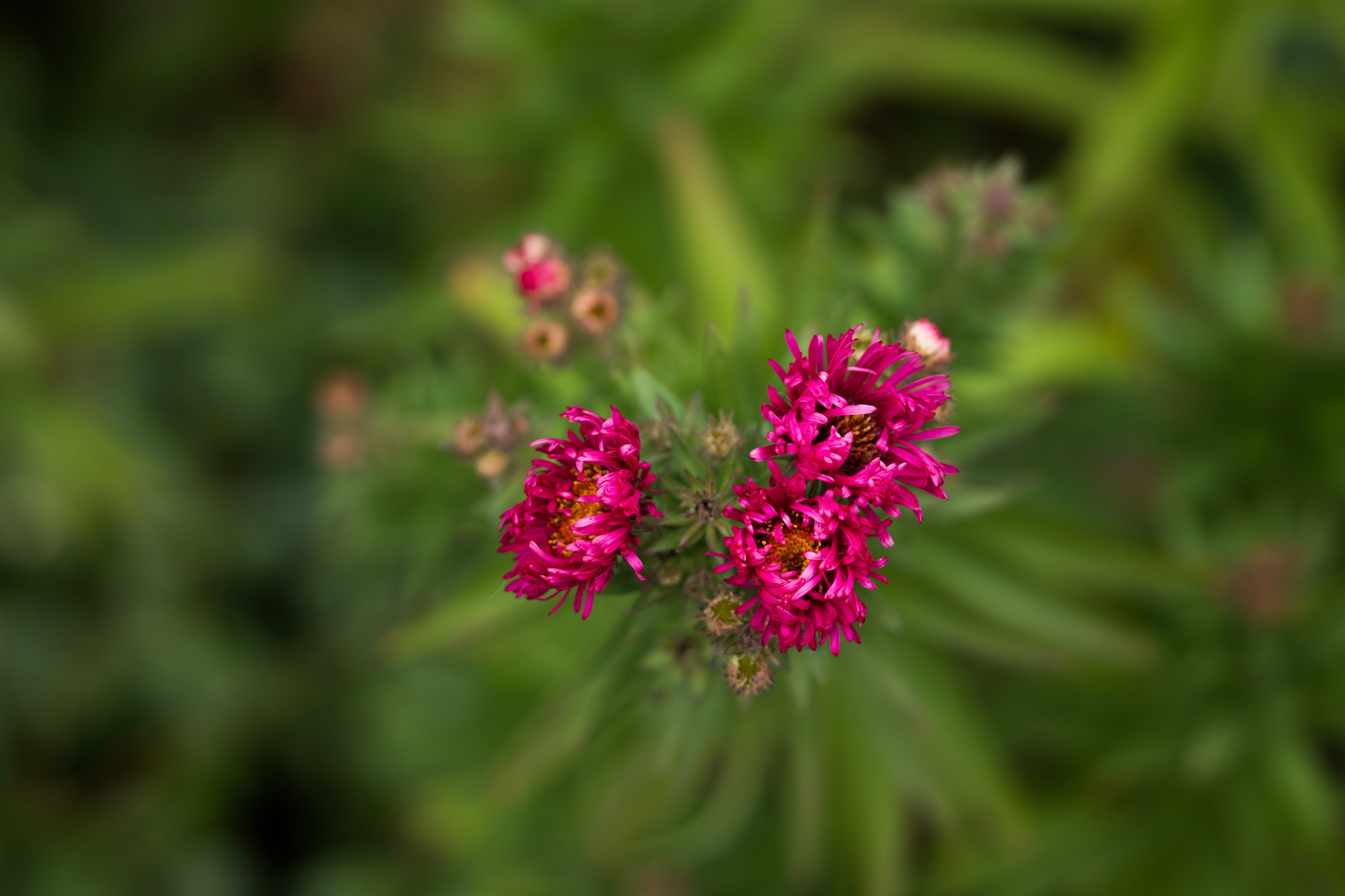 Sony Alpha NEX-7 + 90mm F2.8 Macro G OSS sample photo. Reaching. photography