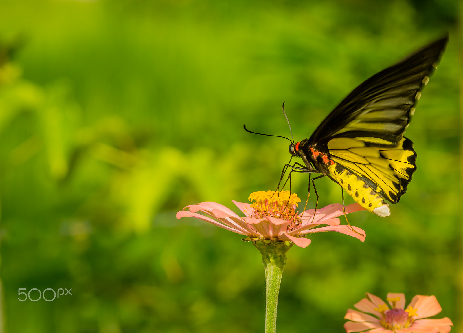 Sony SLT-A65 (SLT-A65V) + Sigma 30mm F1.4 EX DC HSM sample photo. Golden birdwing butterfly photography