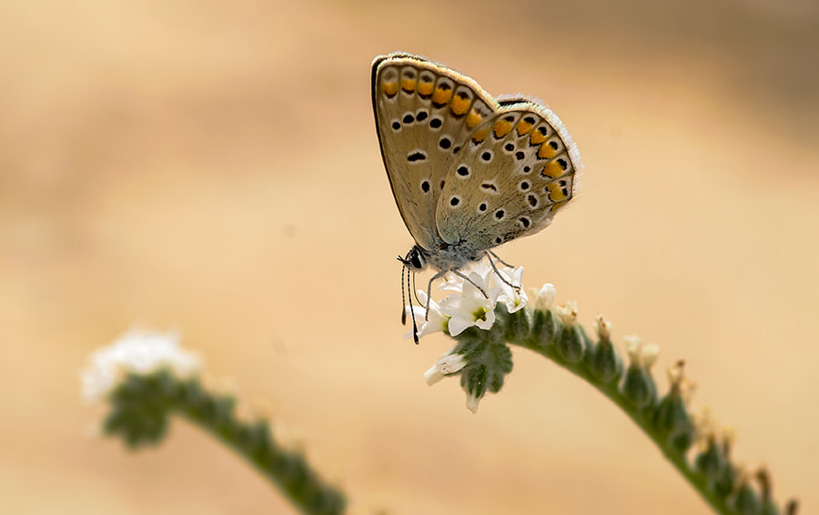 smc PENTAX-FA Macro 100mm F2.8 sample photo. Buterfly photography