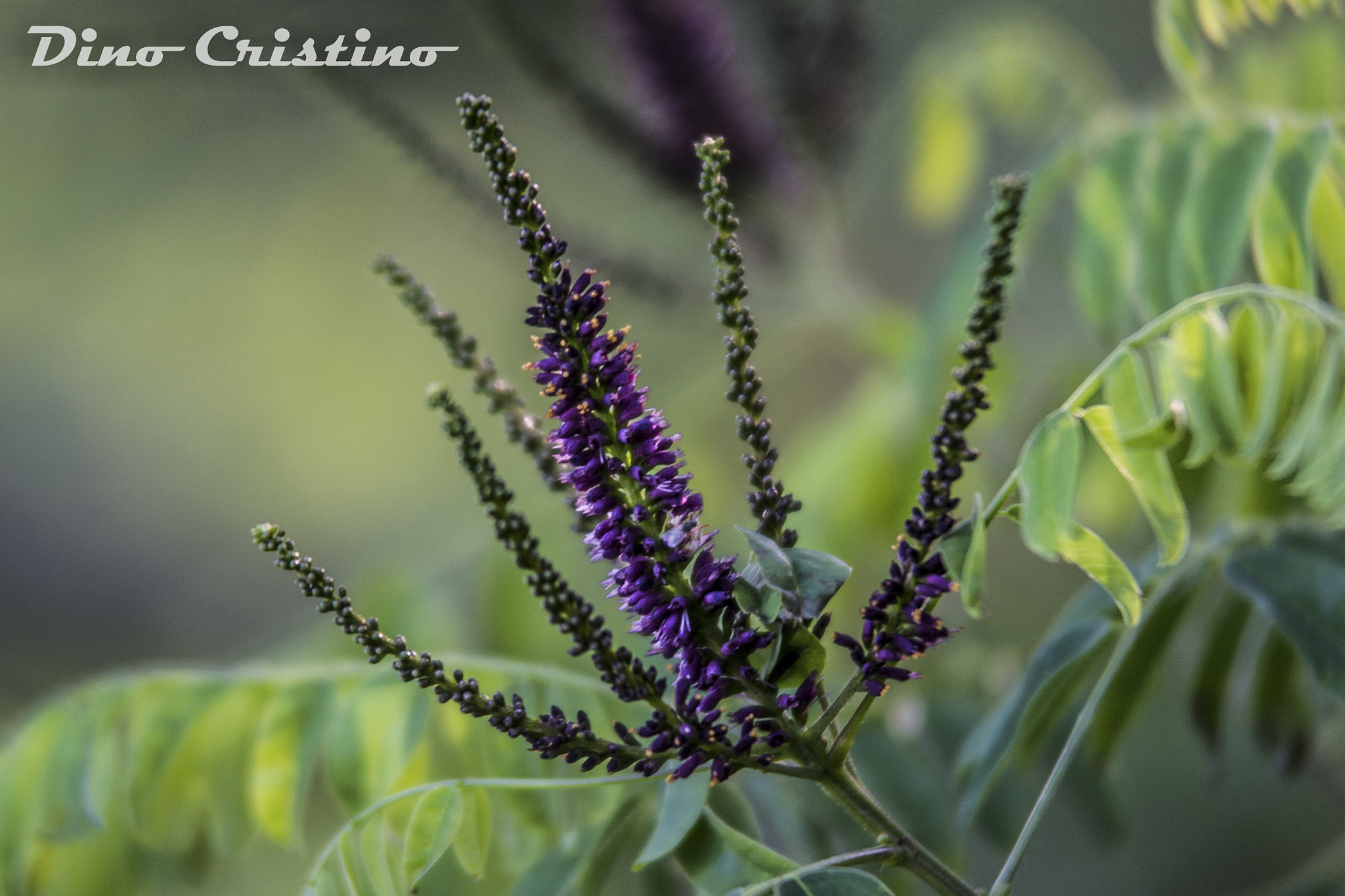 Nikon D3100 sample photo. Fabacee falso indaco amorpha fruticosa fiori dino cristino () photography