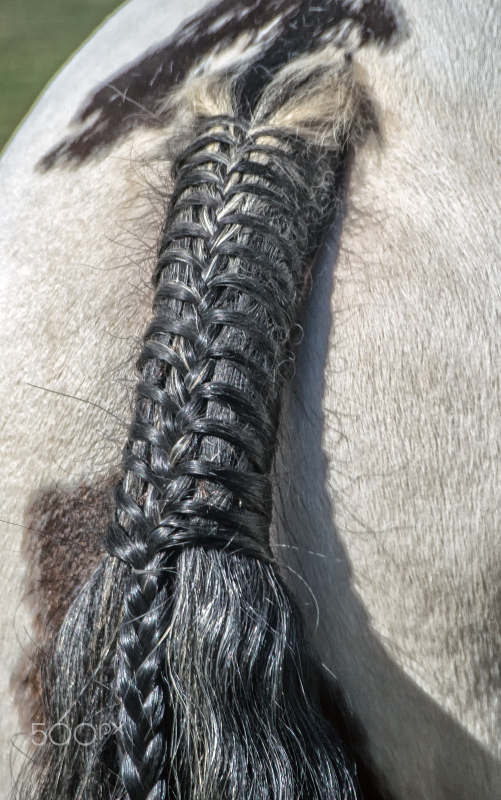 Sony a7R sample photo. Dressage detail 2 photography