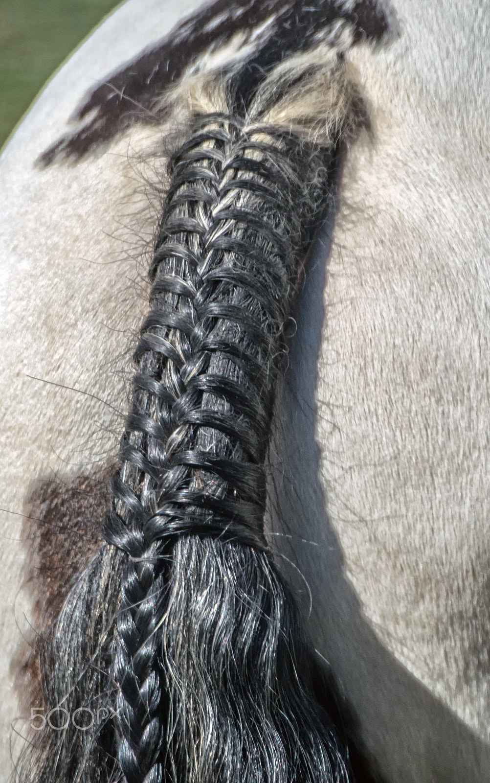 Sony DT 18-250mm F3.5-6.3 sample photo. Dressage detail 2 photography