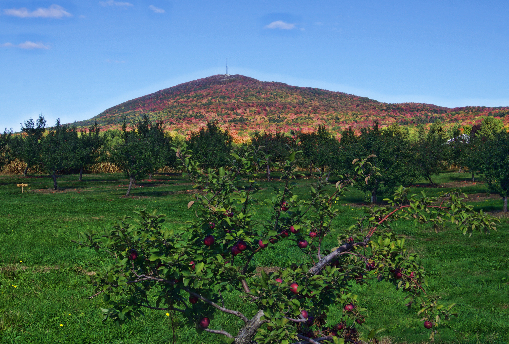 Sony E 16-50mm F3.5-5.6 PZ OSS sample photo. A tree in front of the fall mountain photography