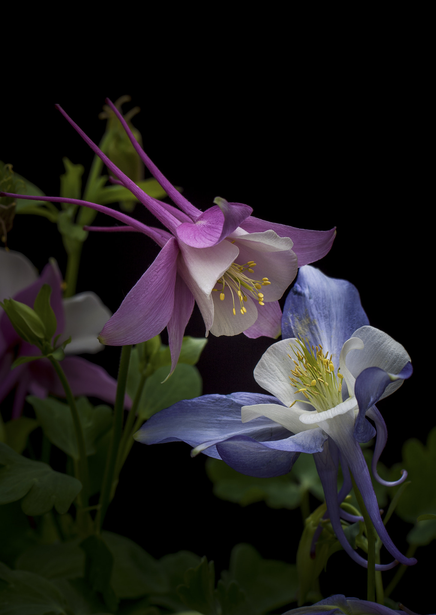 Canon EOS 40D sample photo. Columbine flower photography