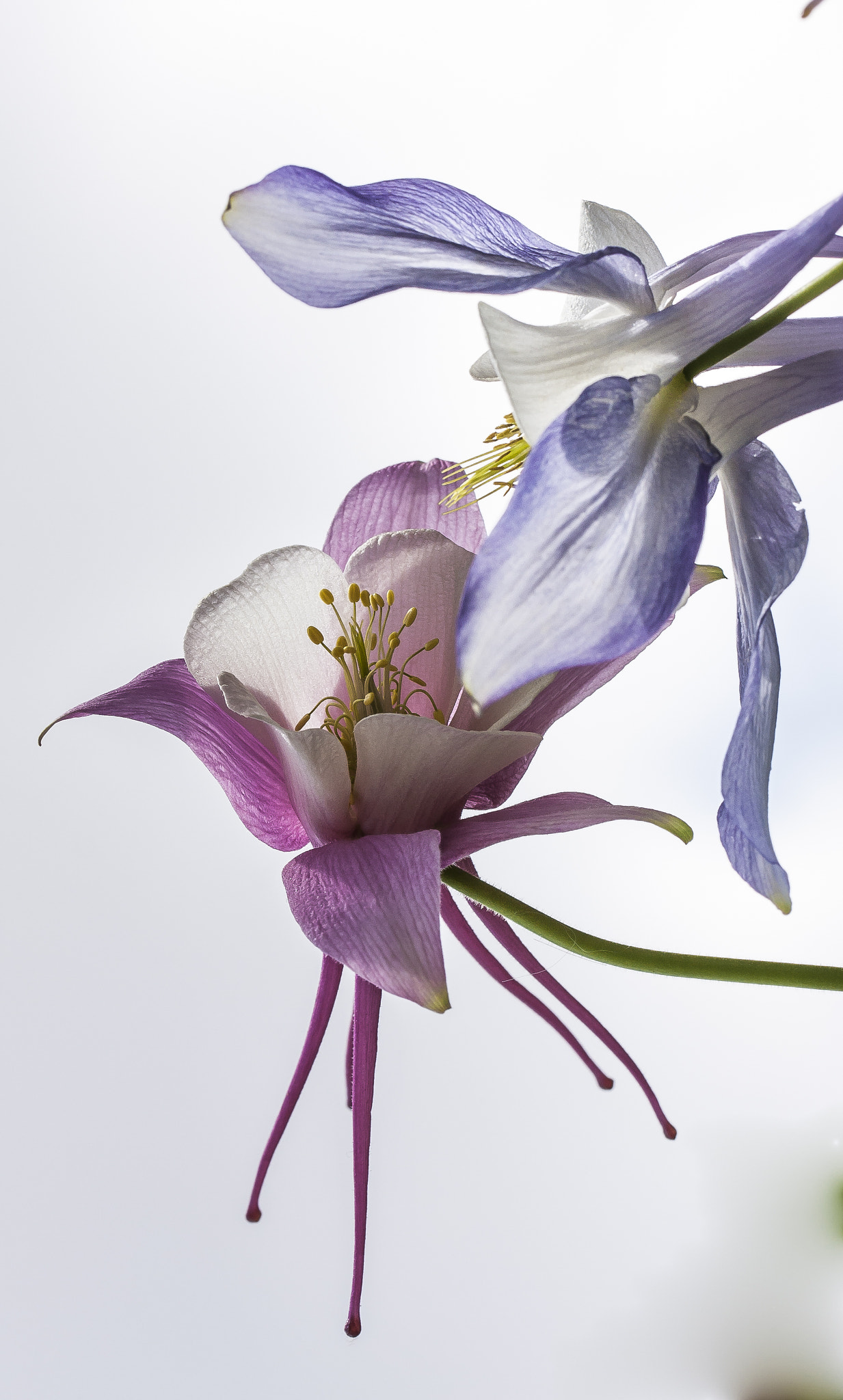 Canon EF 100mm F2.8L Macro IS USM sample photo. Columbine flower photography