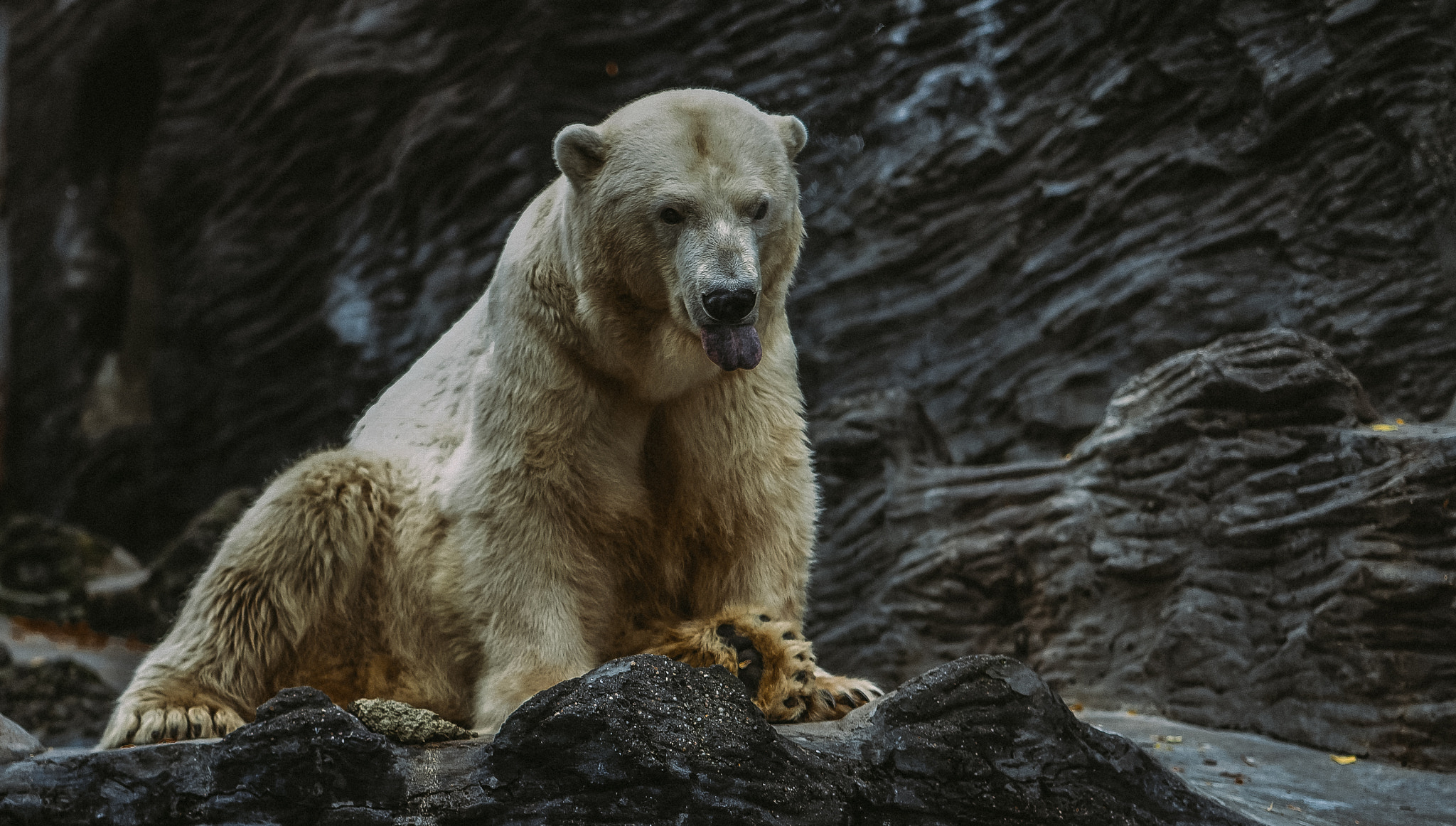 Sony a7R + ZEISS Batis 85mm F1.8 sample photo. Polar bear photography