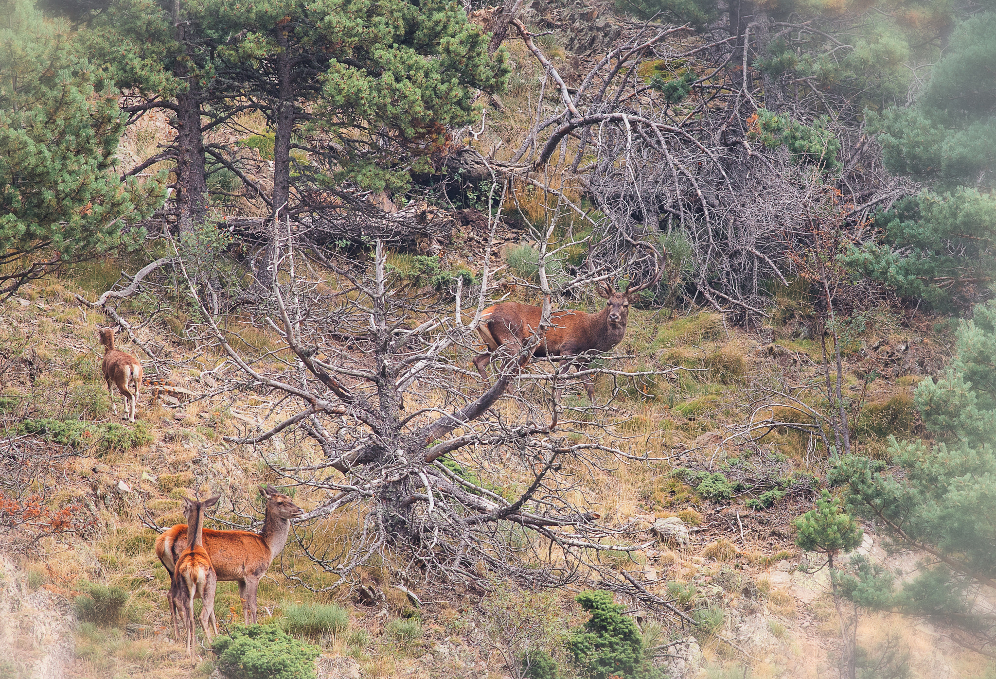 Canon EOS-1D X + Canon EF 400mm F5.6L USM sample photo. Brâme du cerf-deer photography