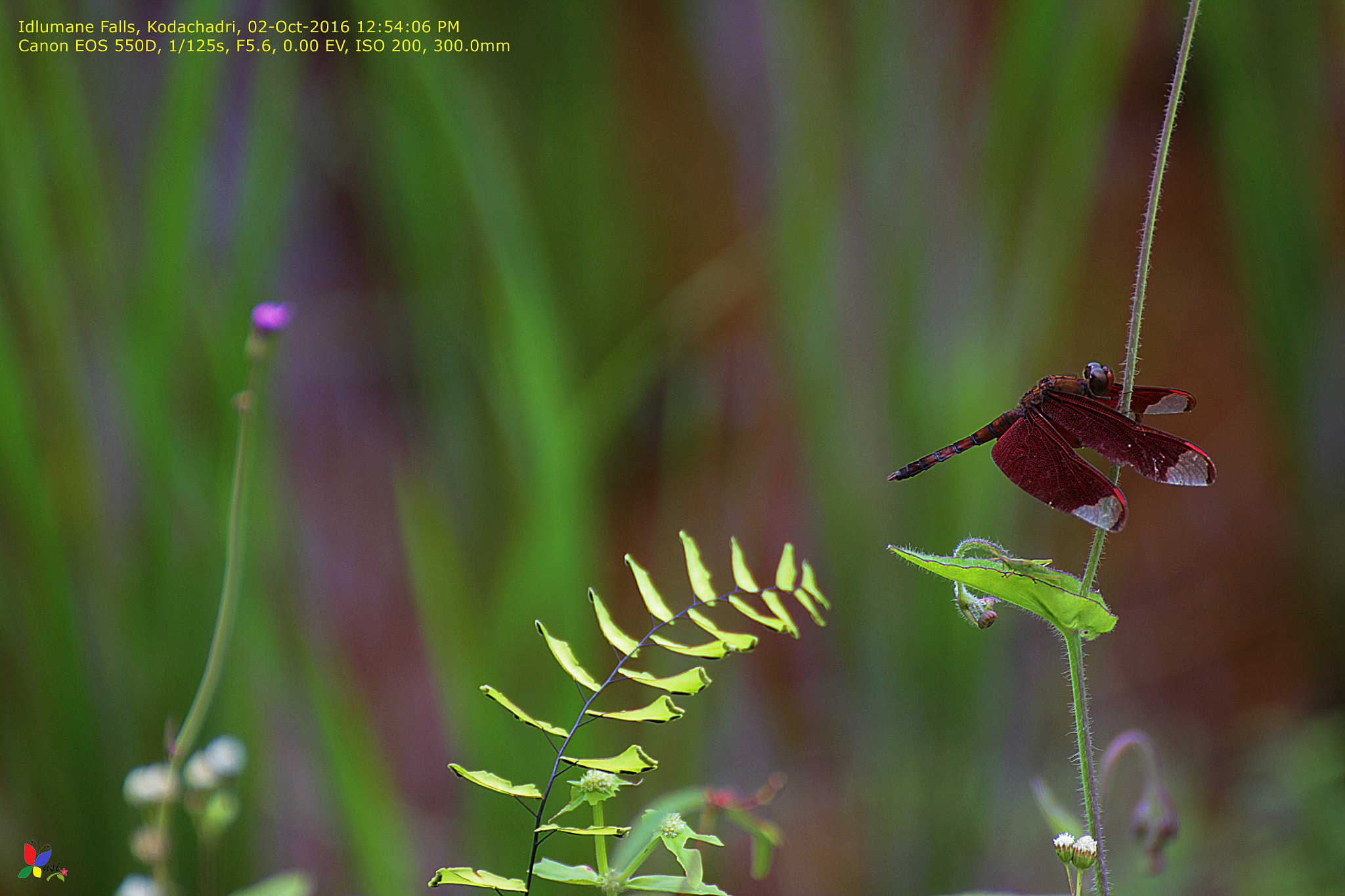 Tamron SP 35mm F1.8 Di VC USD sample photo